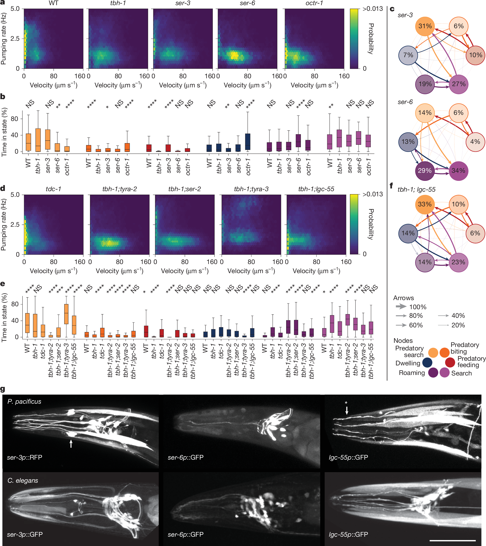 Fig. 4: Octopamine and tyramine receptors in sensory neurons gate aggressive state entry and exit.
