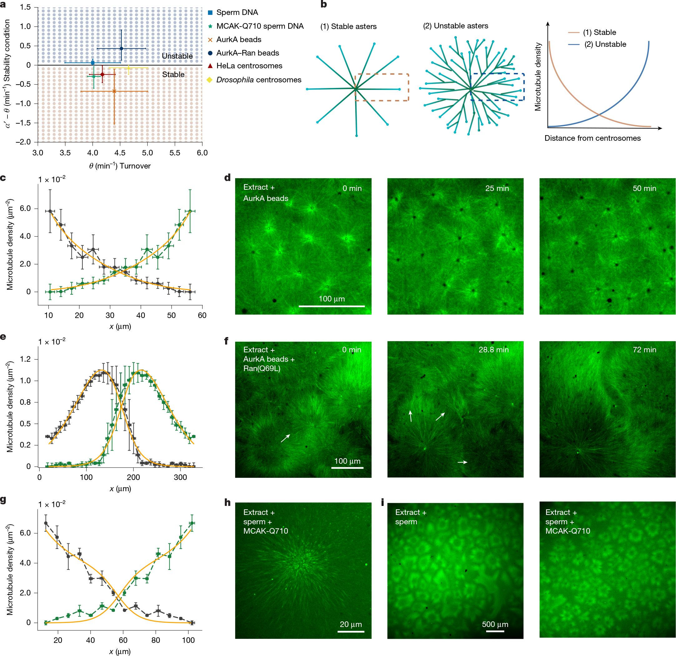 Fig. 3: Microtubule dynamics can regulate the stability of cytoplasmic partitioning.
