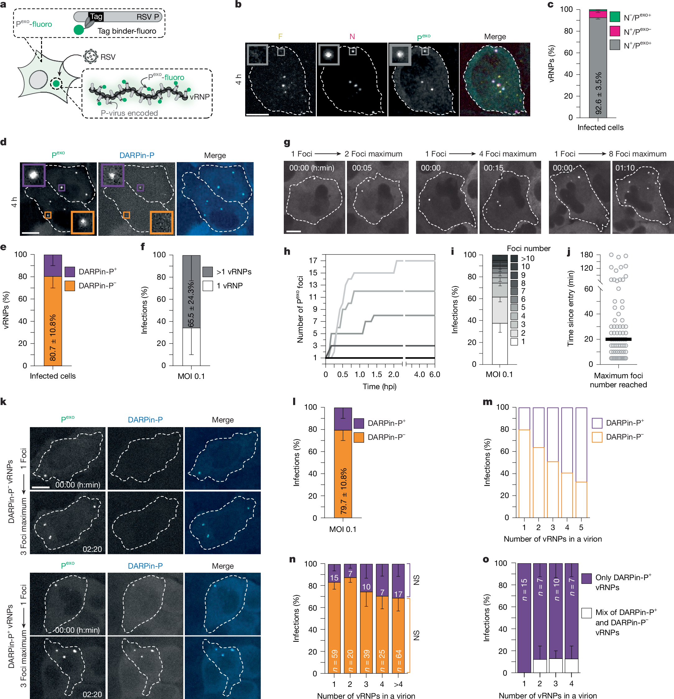 Fig. 2: A subset of virions carries DARPin-P+ vRNPs.