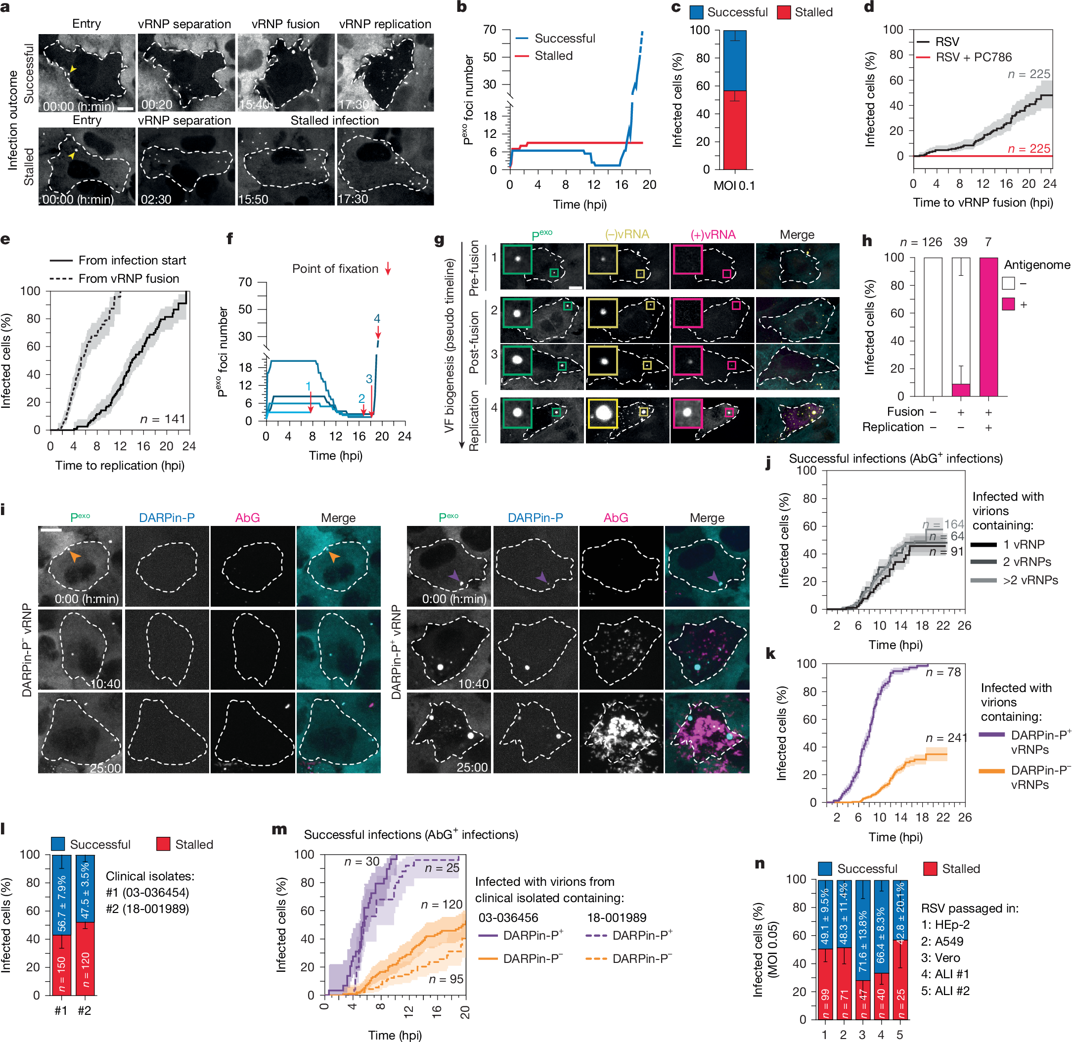 Fig. 3: DARPin-P+ vRNPs give rise to successful infections.