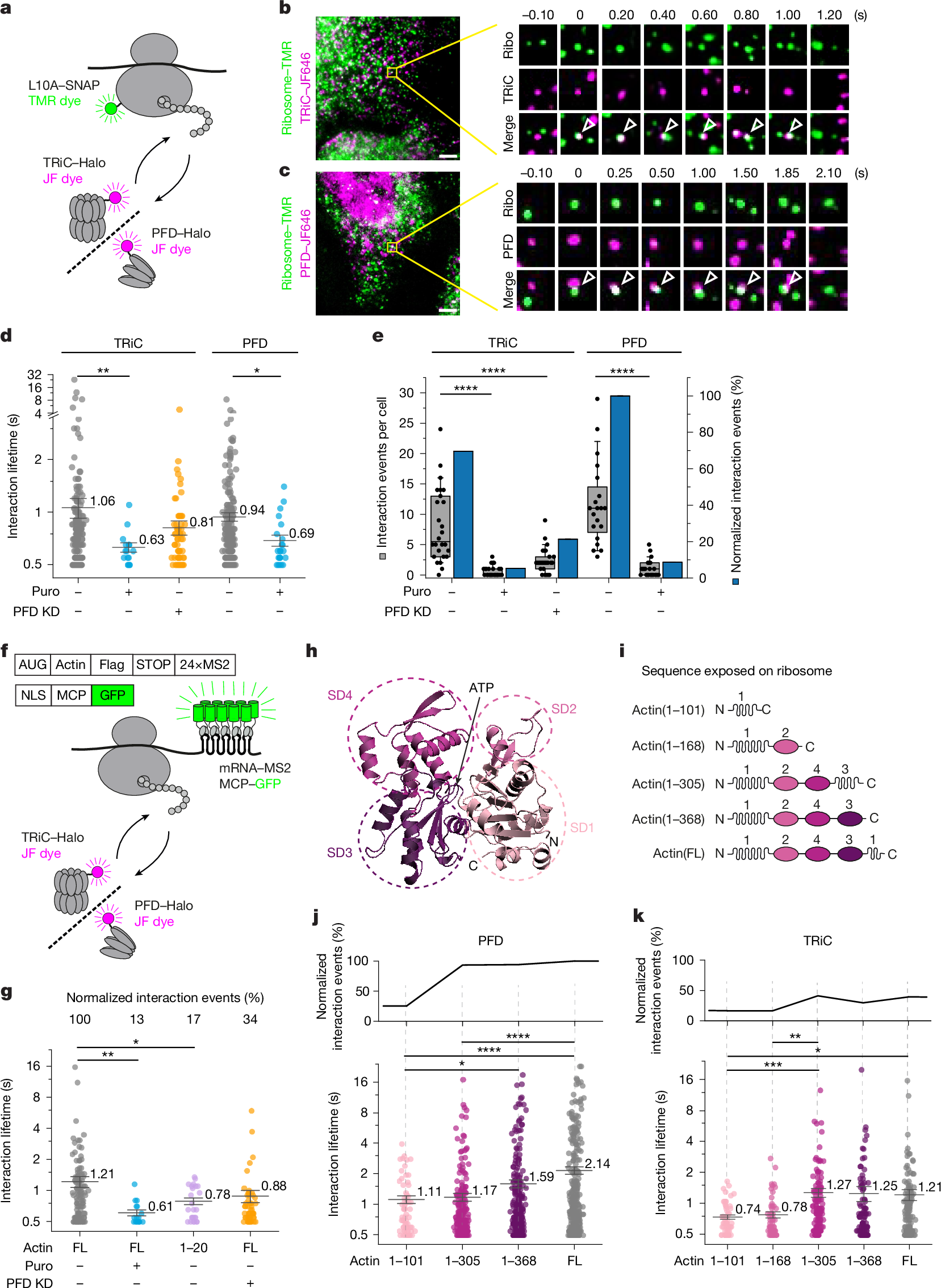 Scientists Uncover New Insights into Tric Chaperonin System Dynamics