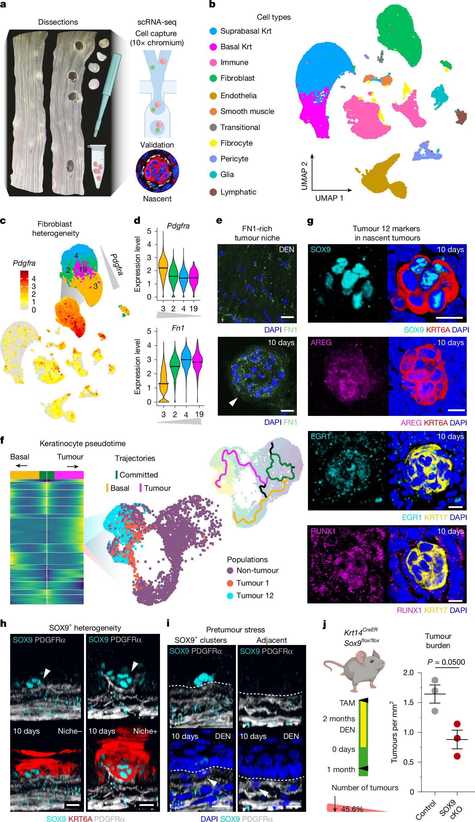 Fig. 3: Nascent tumour heterogeneity in the epithelial compartment is linked to stromal remodelling.