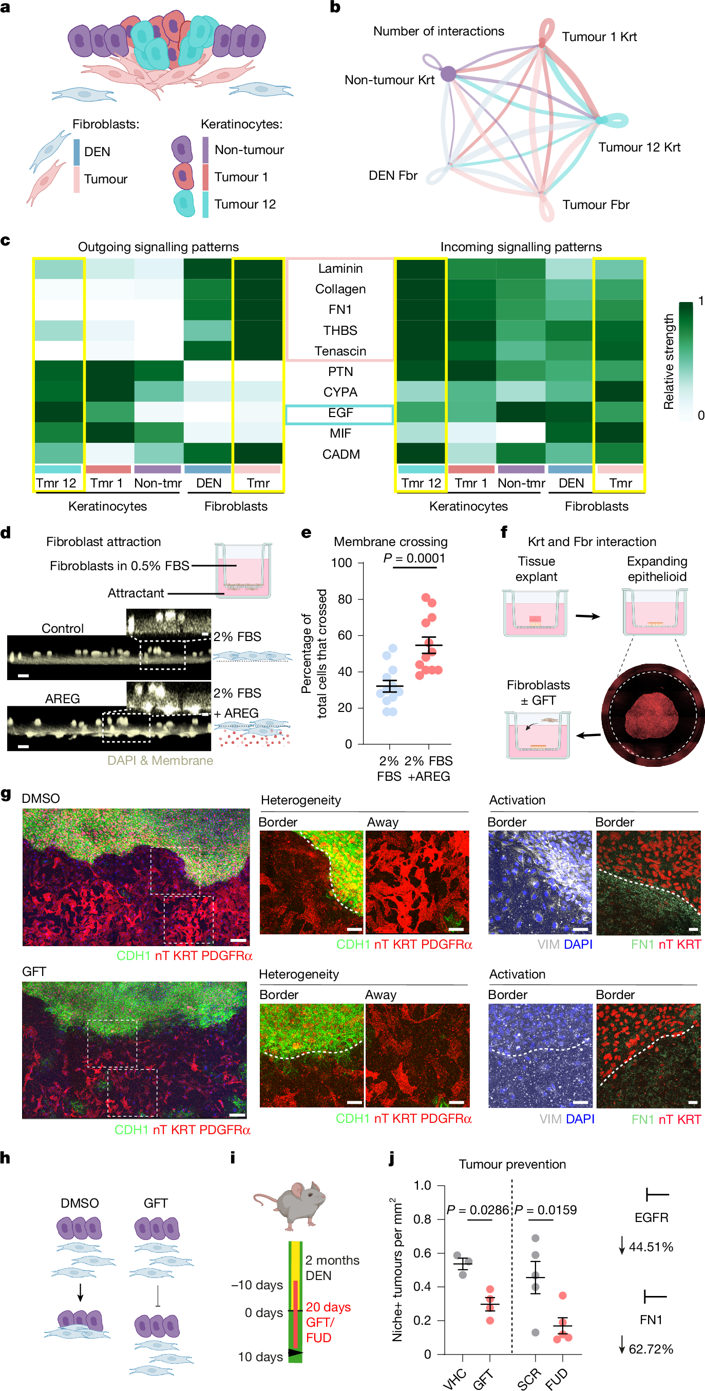 Fig. 4: EGF–SOX9–FN1 axis promotes tumour survival.