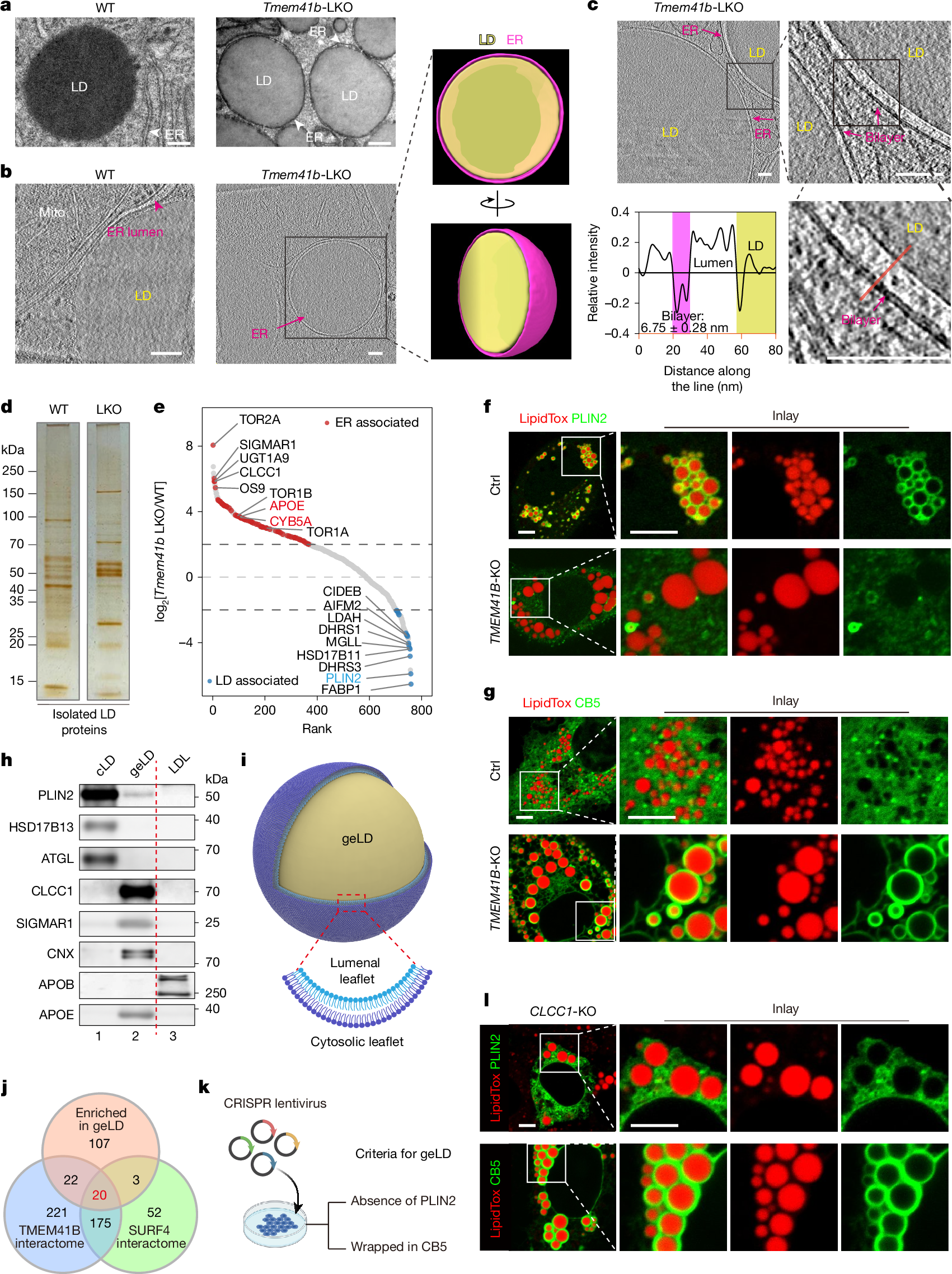 CLCC1 governs ER bilayer equilibration to maintain lipid homeostasis |  Nature