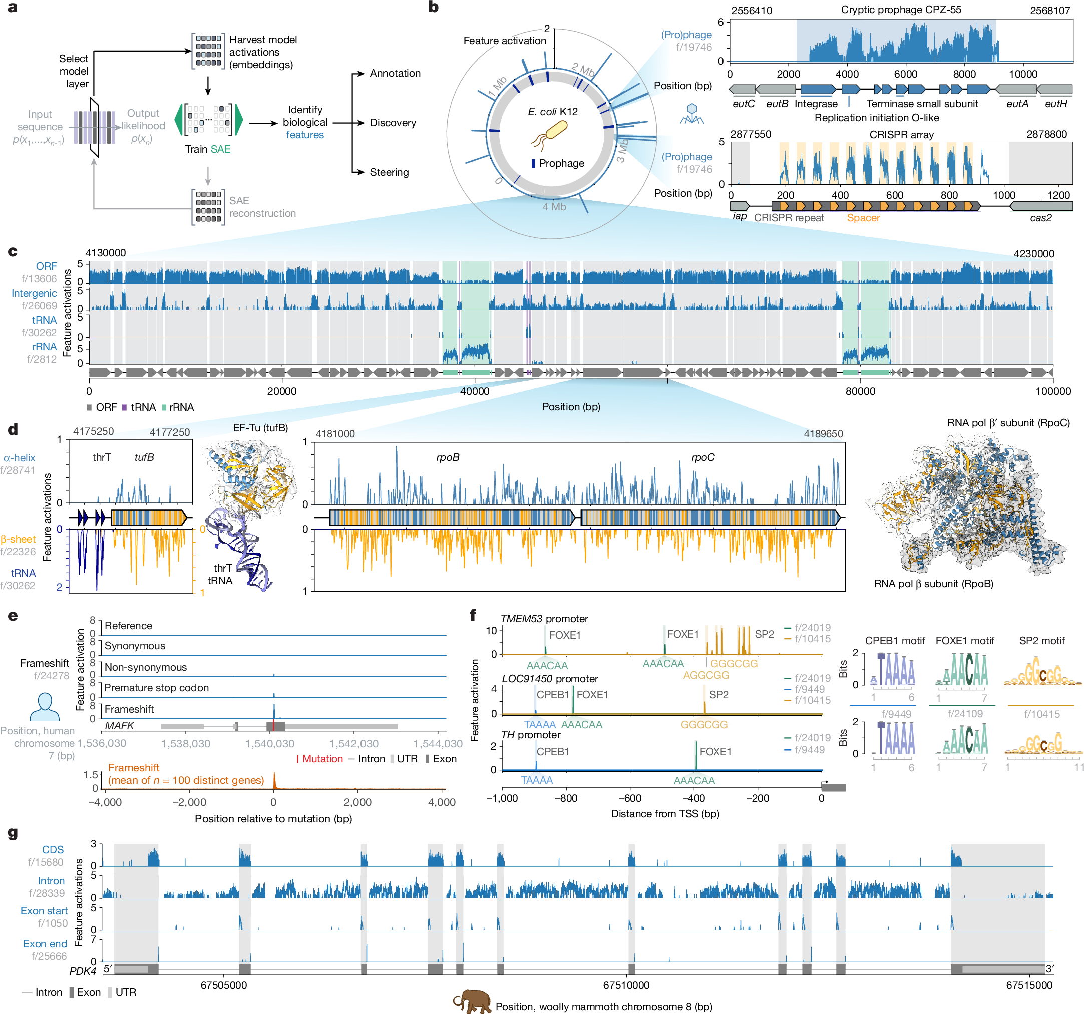 Fig. 4: Mechanistic interpretability of Evo 2 reveals DNA, RNA, protein and organism-level features.