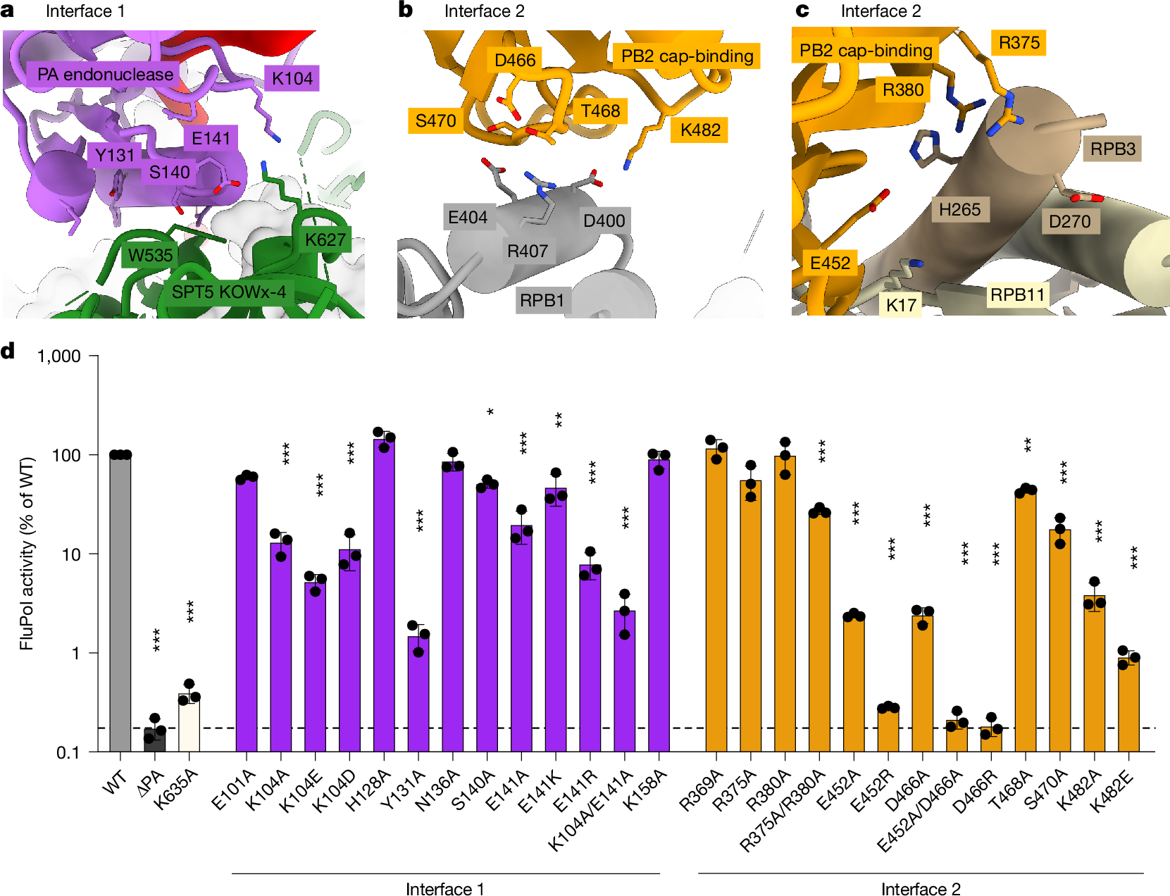 Fig. 3: New FluPol–Pol II–DSIF elongation complex interfaces.
