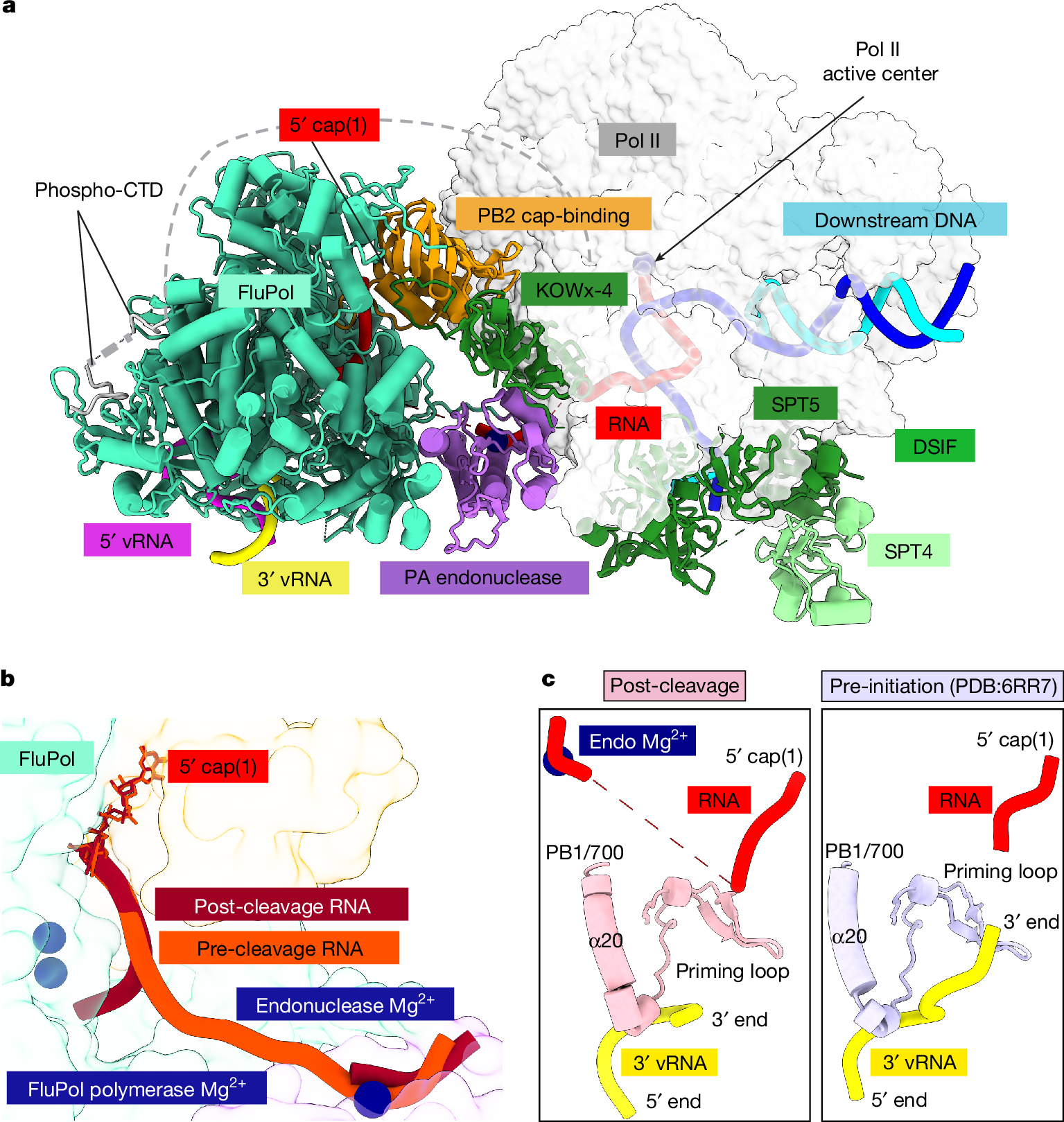 Fig. 4: Structure of the post-cleavage cap-snatching complex.