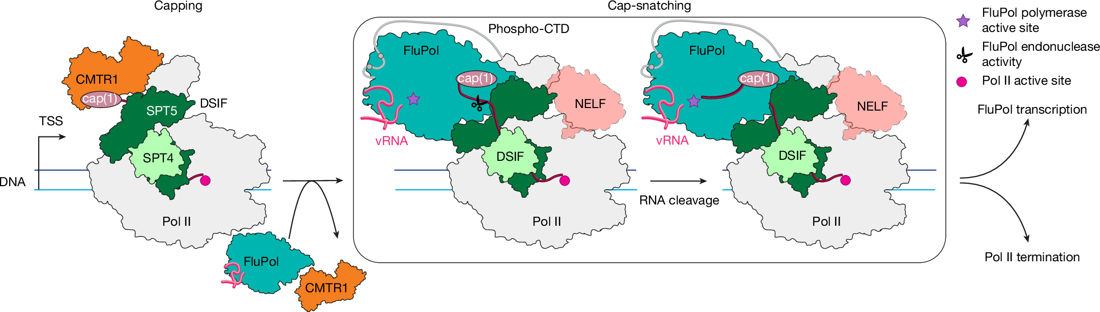 Fig. 5: Model of co-transcriptional cap snatching.