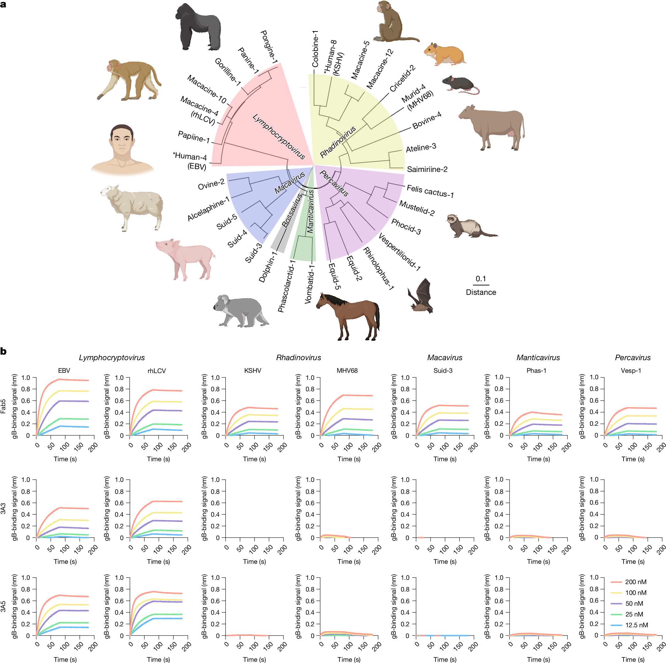 A broadly protective antibody targeting gammaherpesvirus gB | Nature