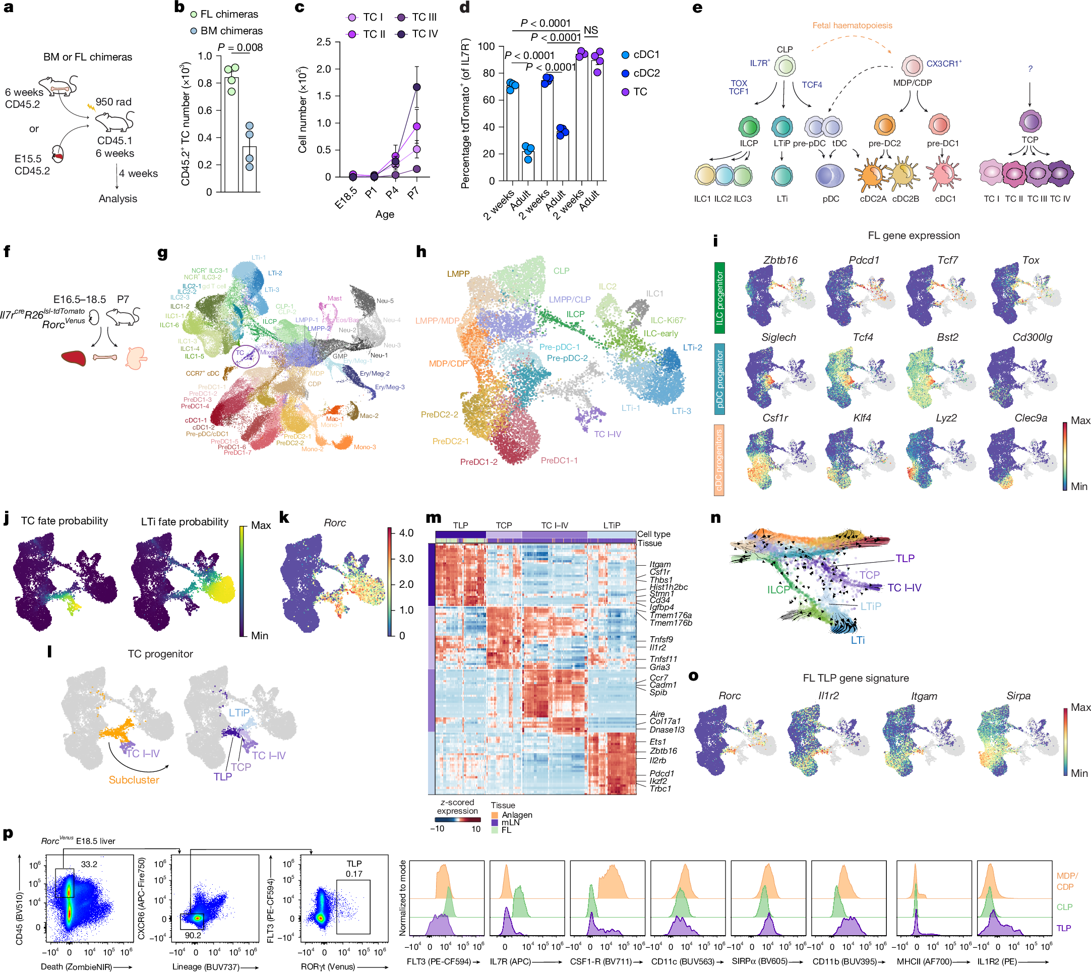 Fig. 1: Identification of the TC progenitor.