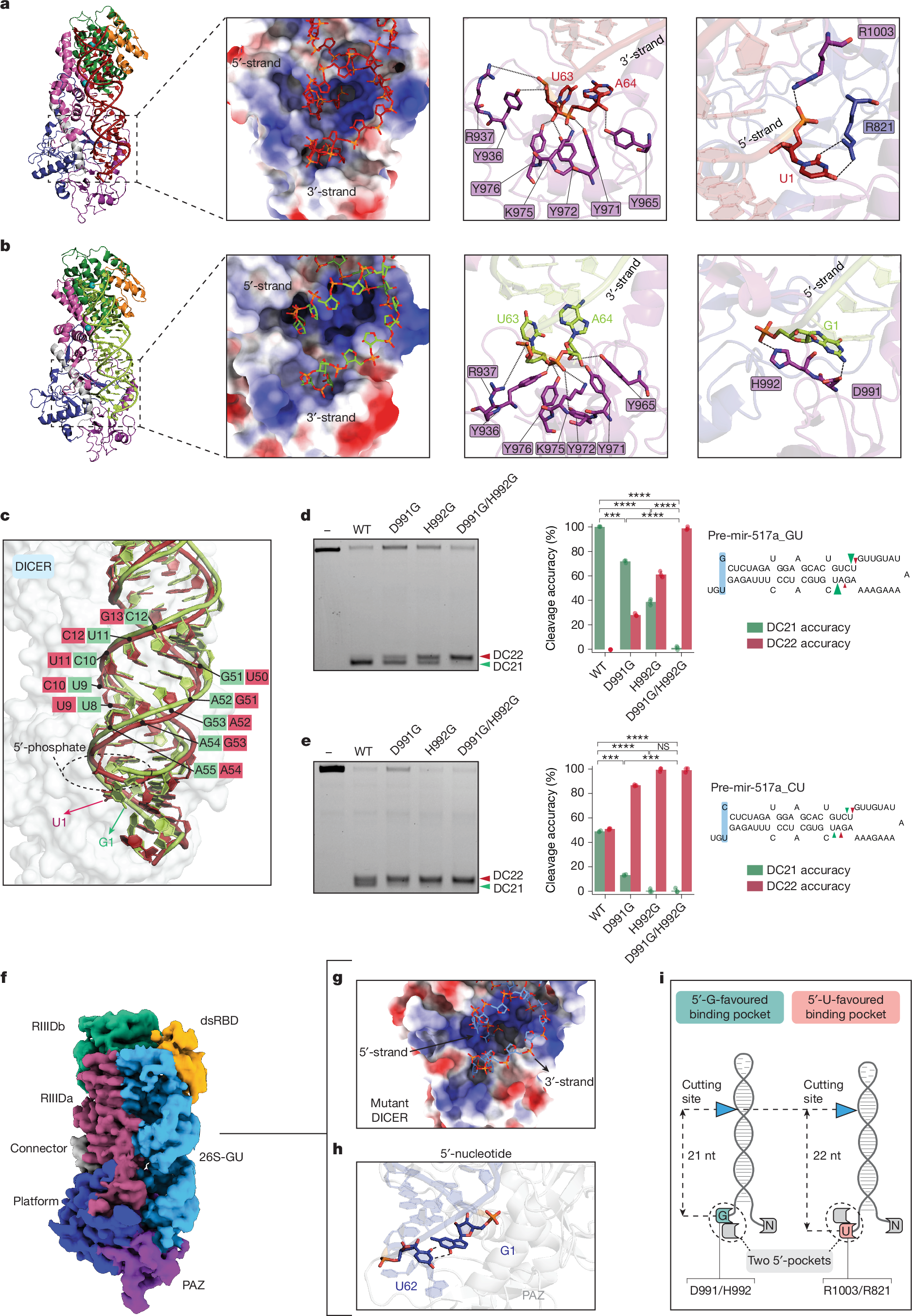 Fig. 3: Discovery of a conserved 5′-G-favoured binding pocket for precise RNA cleavage.