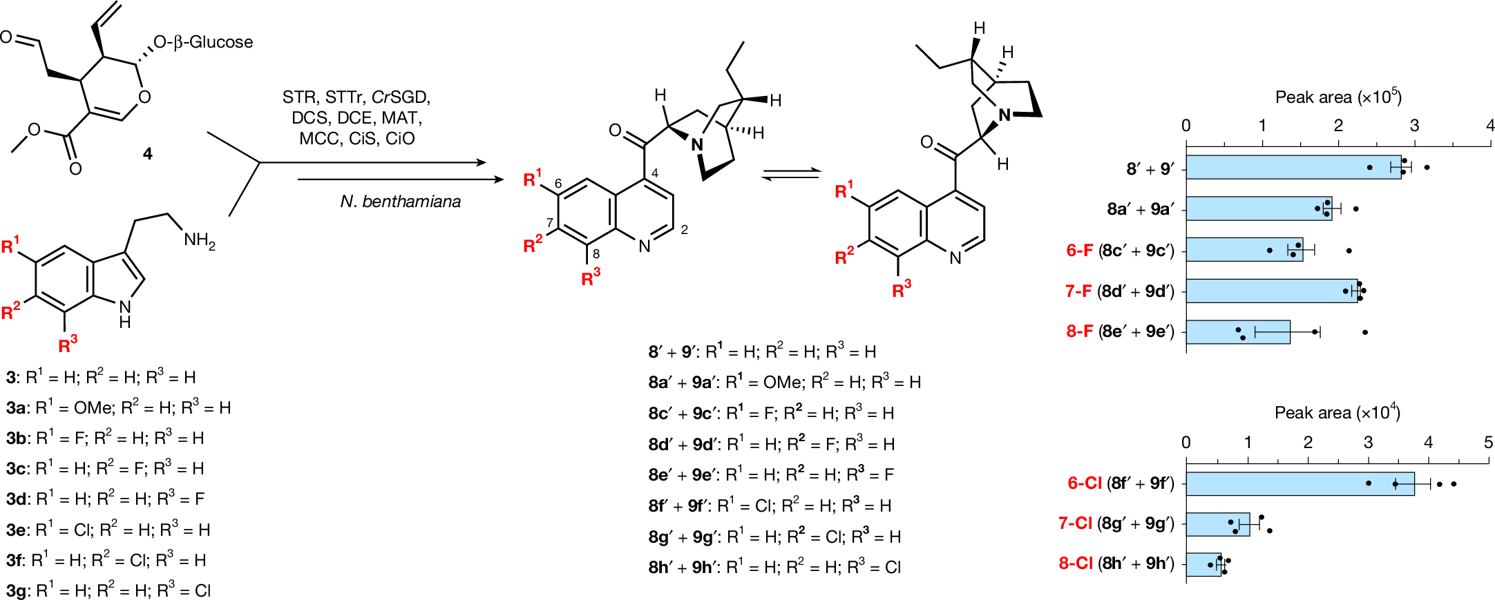 Fig. 5: Biosynthesis of halogenated analogues of quinoline cinchona alkaloids.