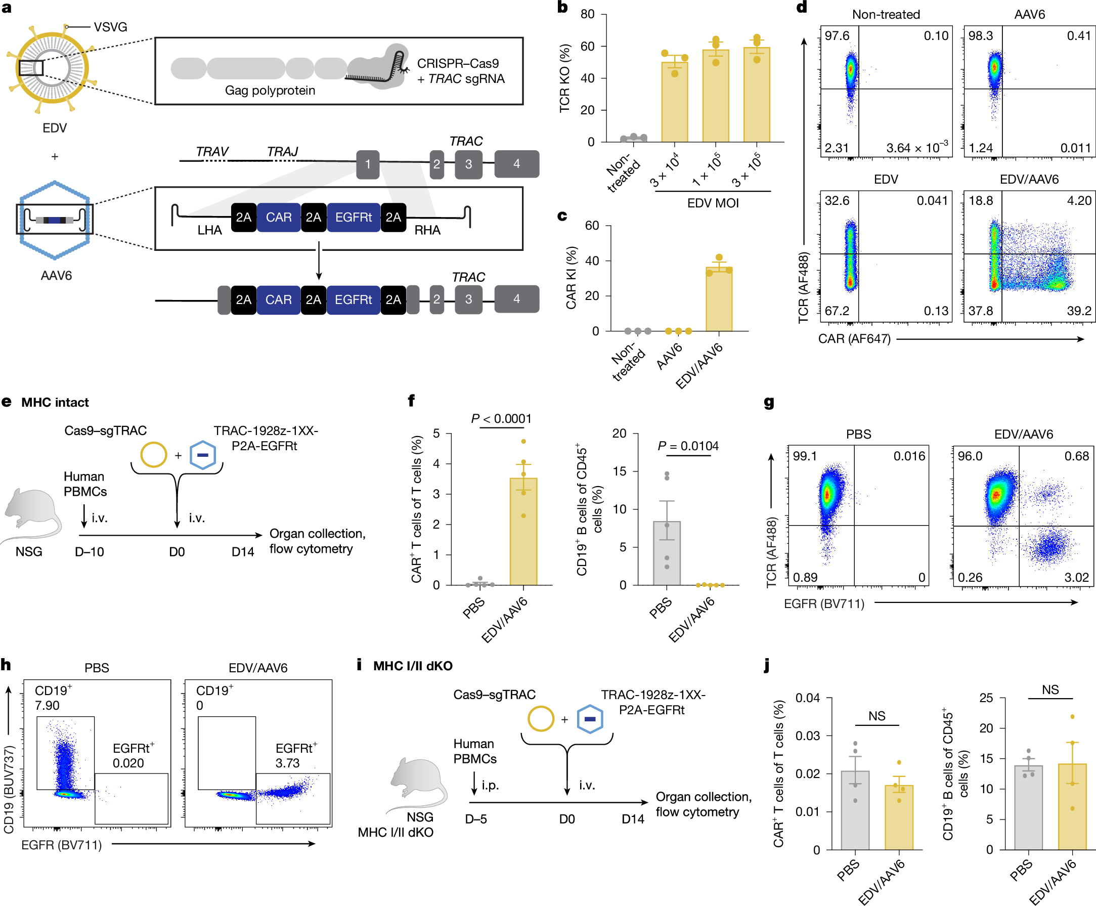 体内で免疫細胞をプログラムしてがんを攻撃する新手法（Immune cells are programmed within the body to fight cancer）