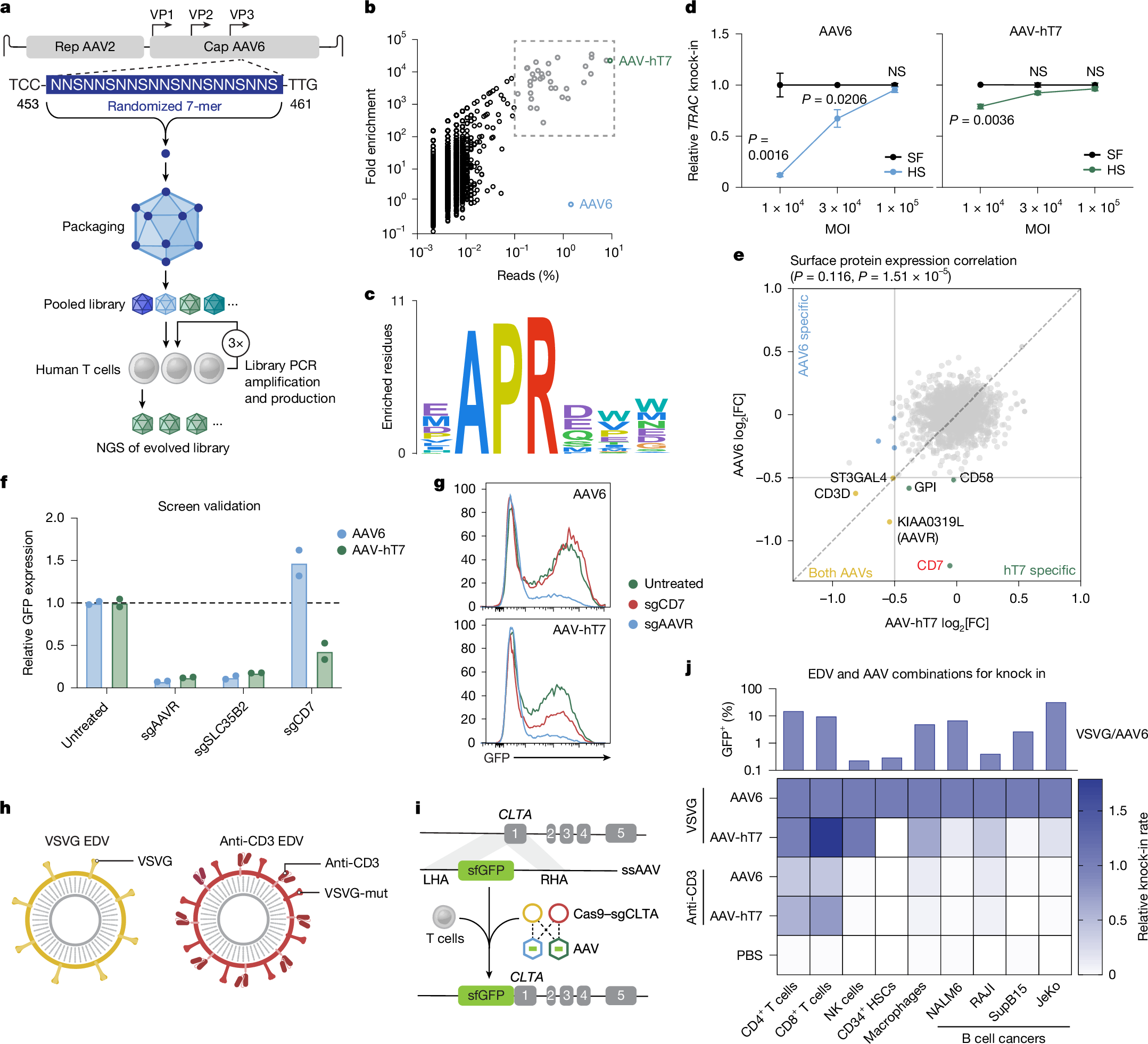 Fig. 2: T cell-evolved AAV capsid and CD3-targeted EDVs improve delivery specificity.