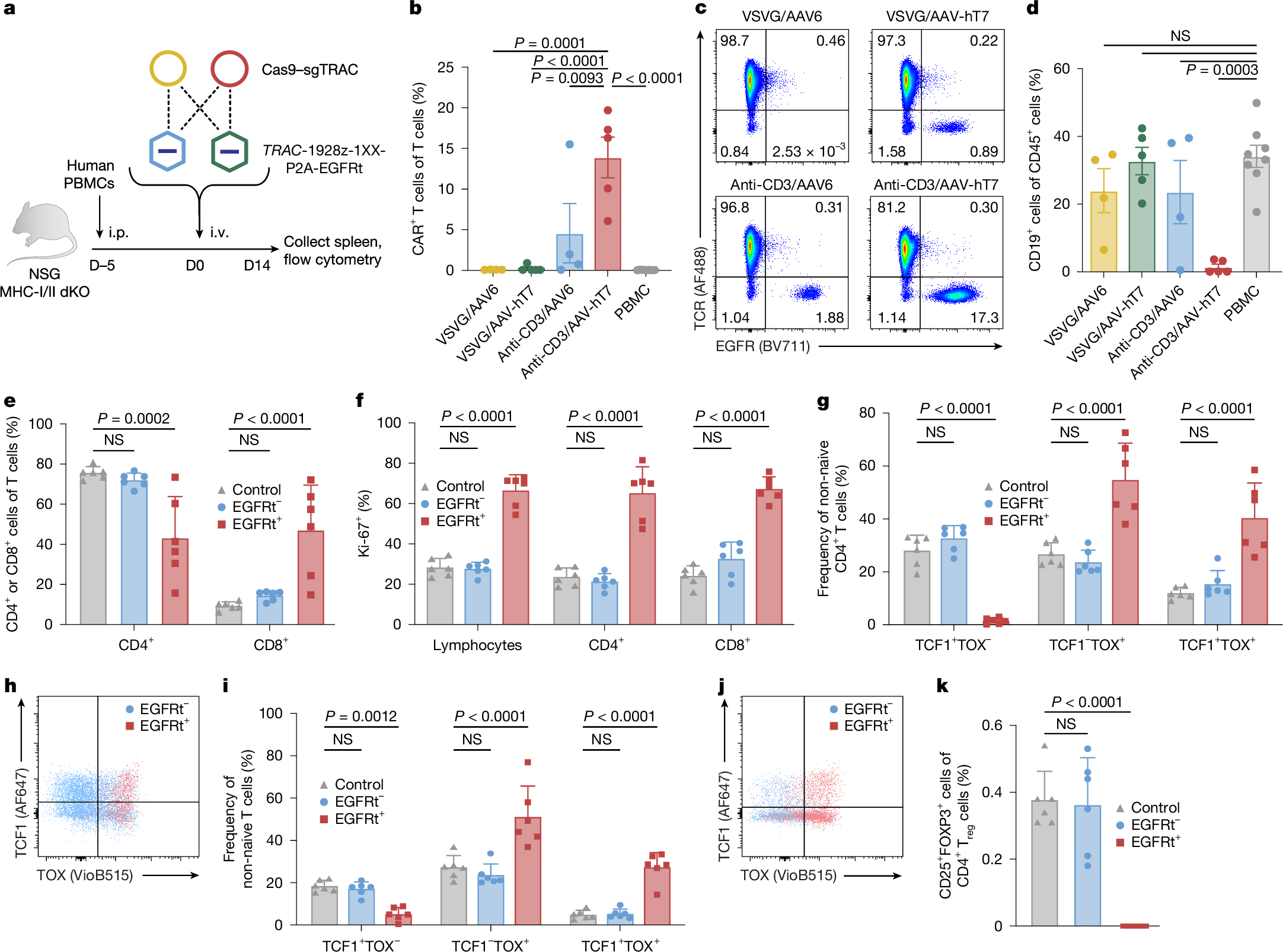 Fig. 3: Improved in vivo generation of functional TRAC-CAR T cells.