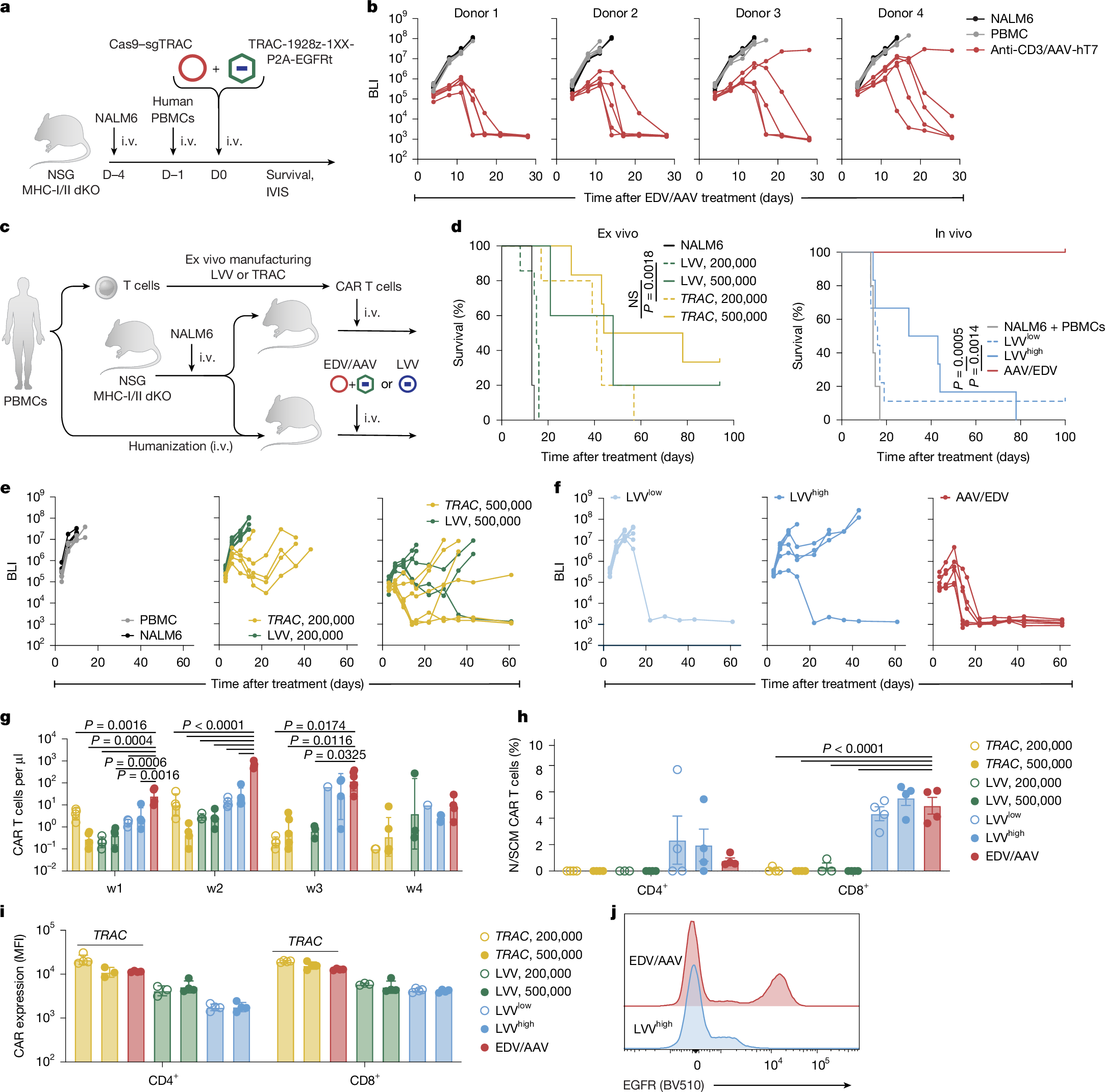 Fig. 4: In vivo TRAC-targeted CAR T cells outperform in vivo lentiviral CAR T cells in a B-ALL model.