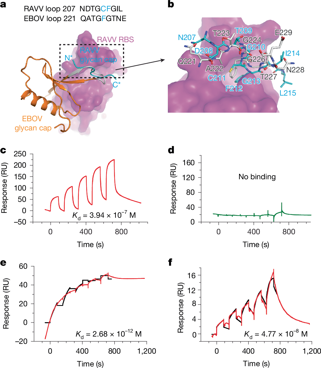 Fig. 2: Structure and function of the MBV GP glycan cap.