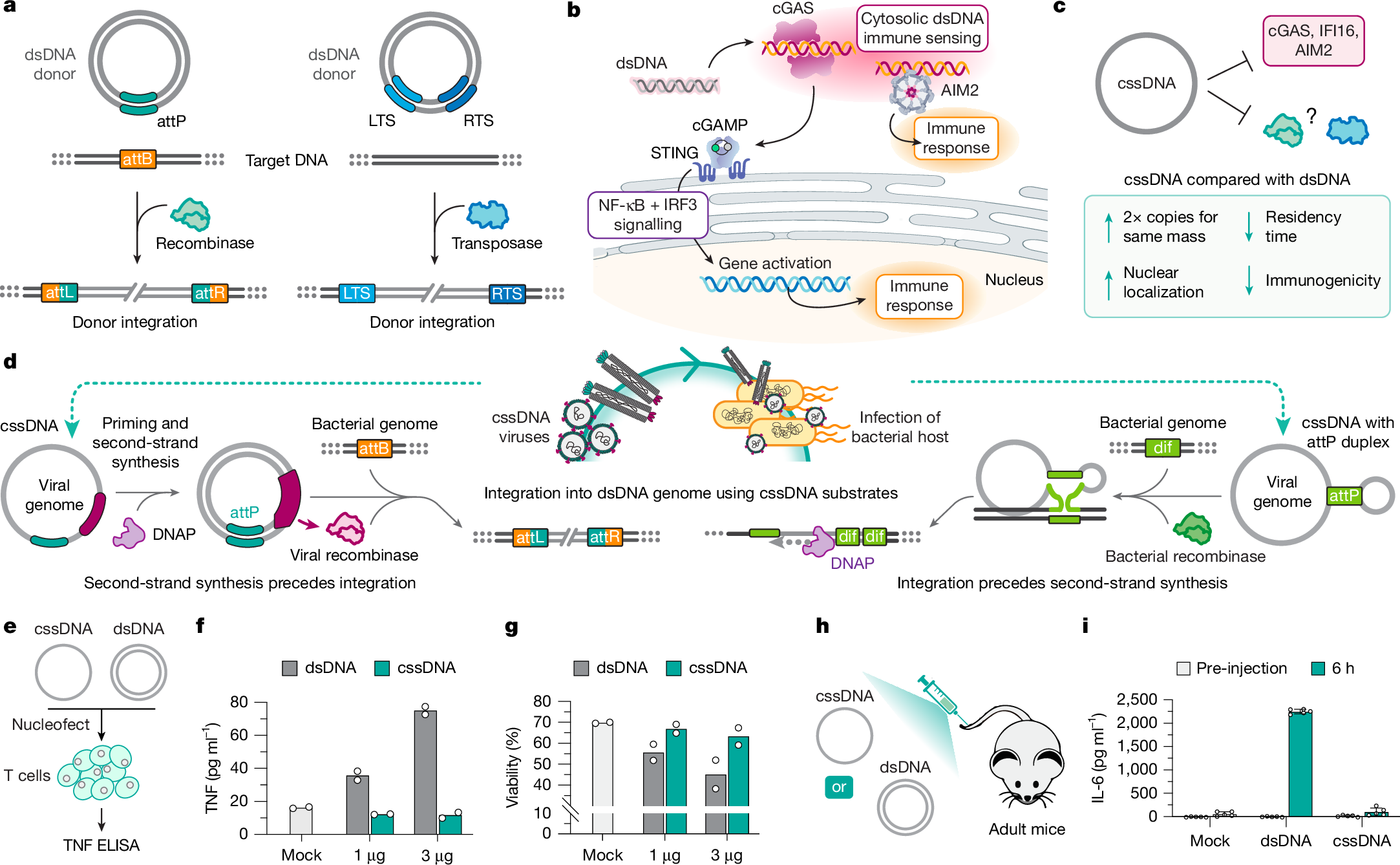 Immune evasive DNA donors and recombinases license kilobase-scale writing |  Nature