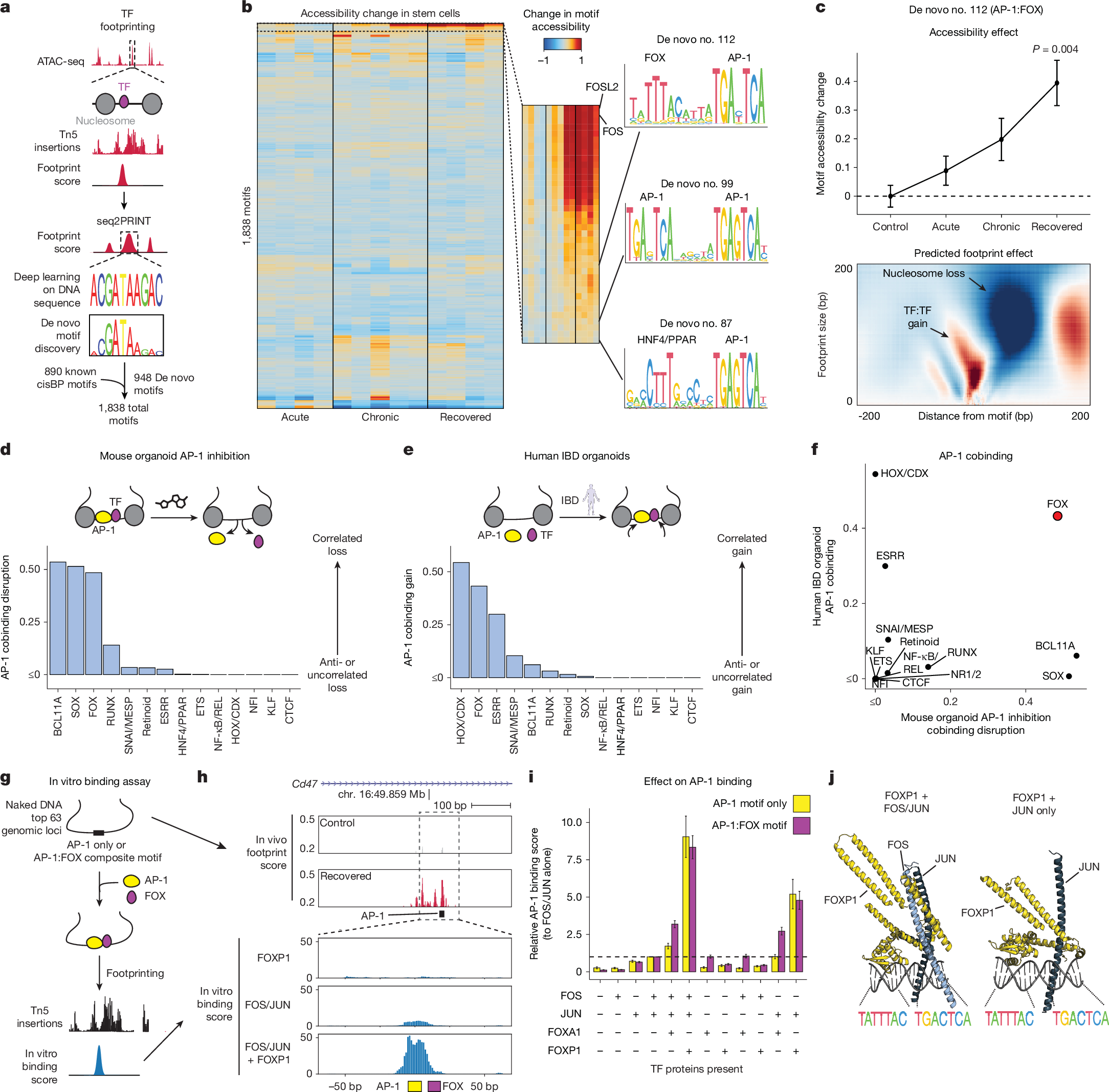 Fig. 3: Cobinding predictions in memory of colitis identifies cooperativity between AP-1 and FOX TFs.