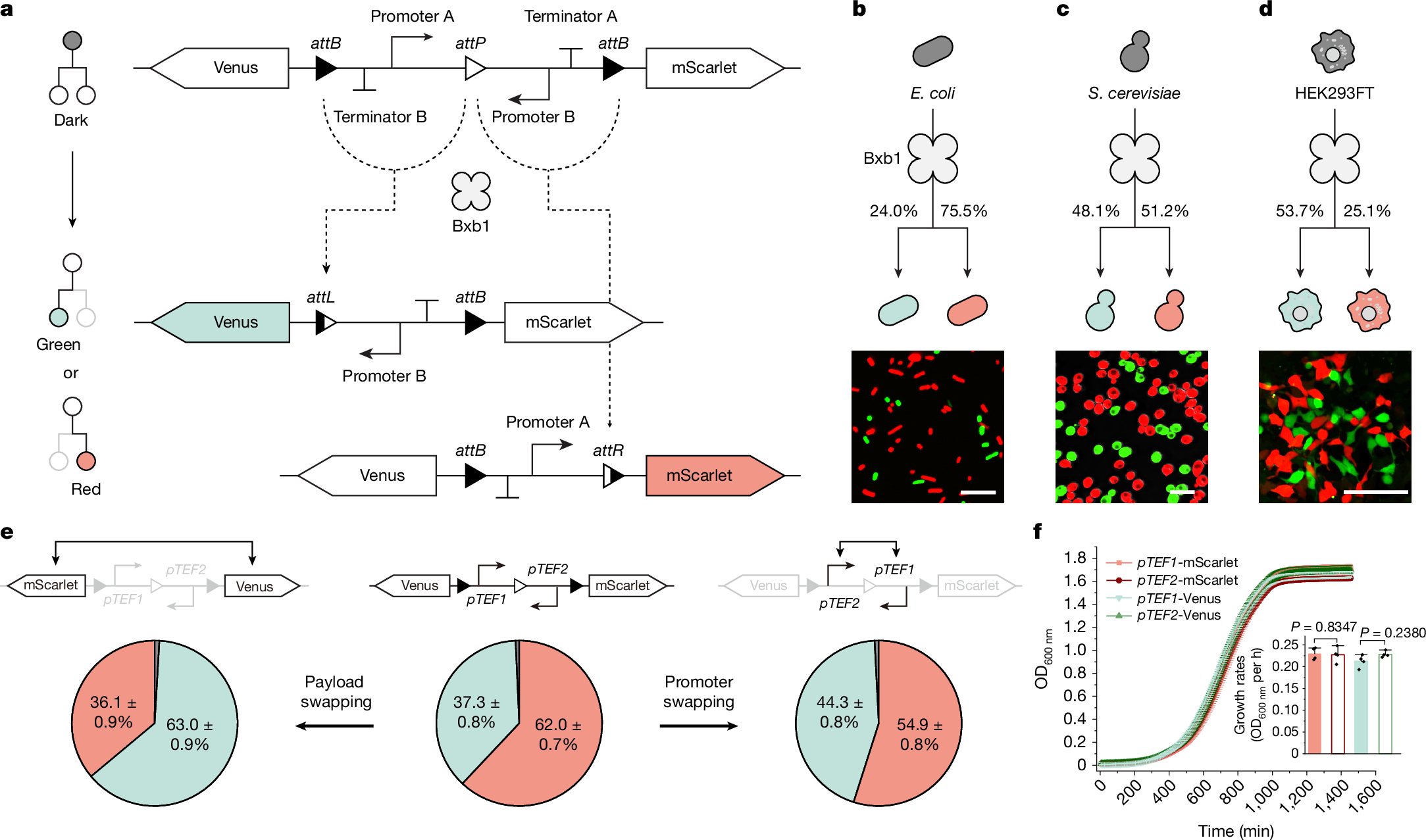 Fig. 1: Design and validation of genetic devices for cell differentiation.