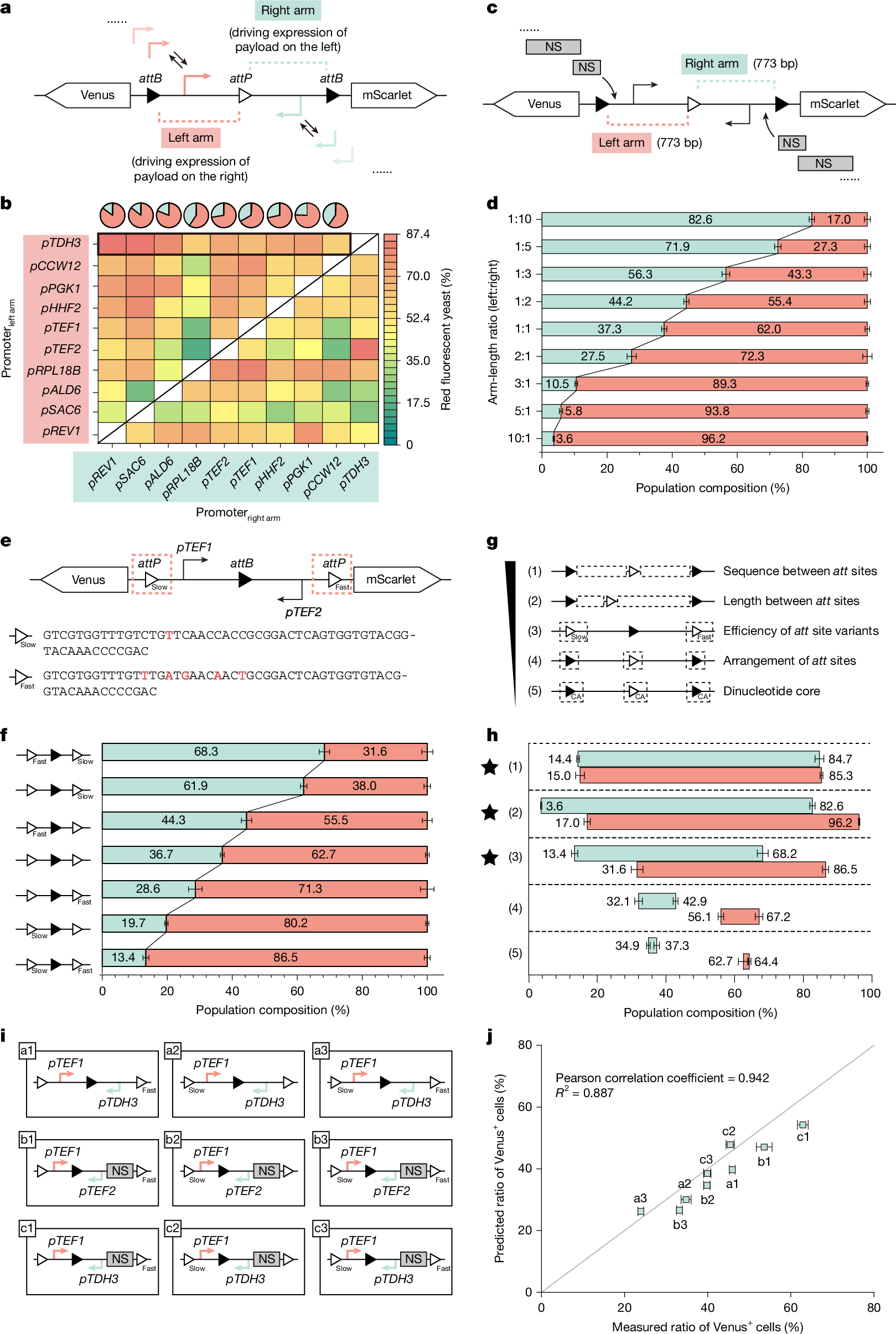 Fig. 2: Determinants of recombinase-based differentiation performance.