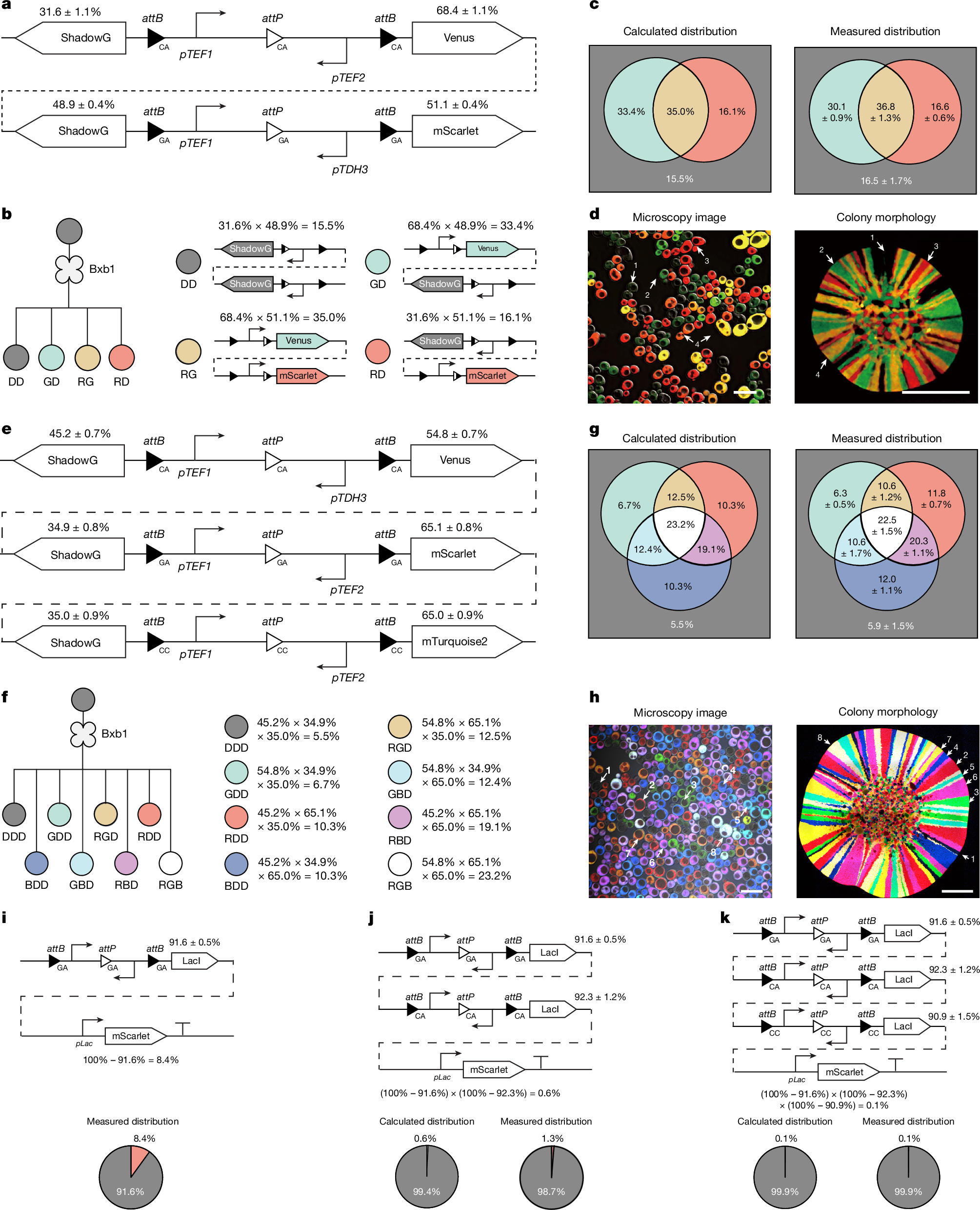 Fig. 3: Parallel orthogonal circuits for quantitative cell-state control.