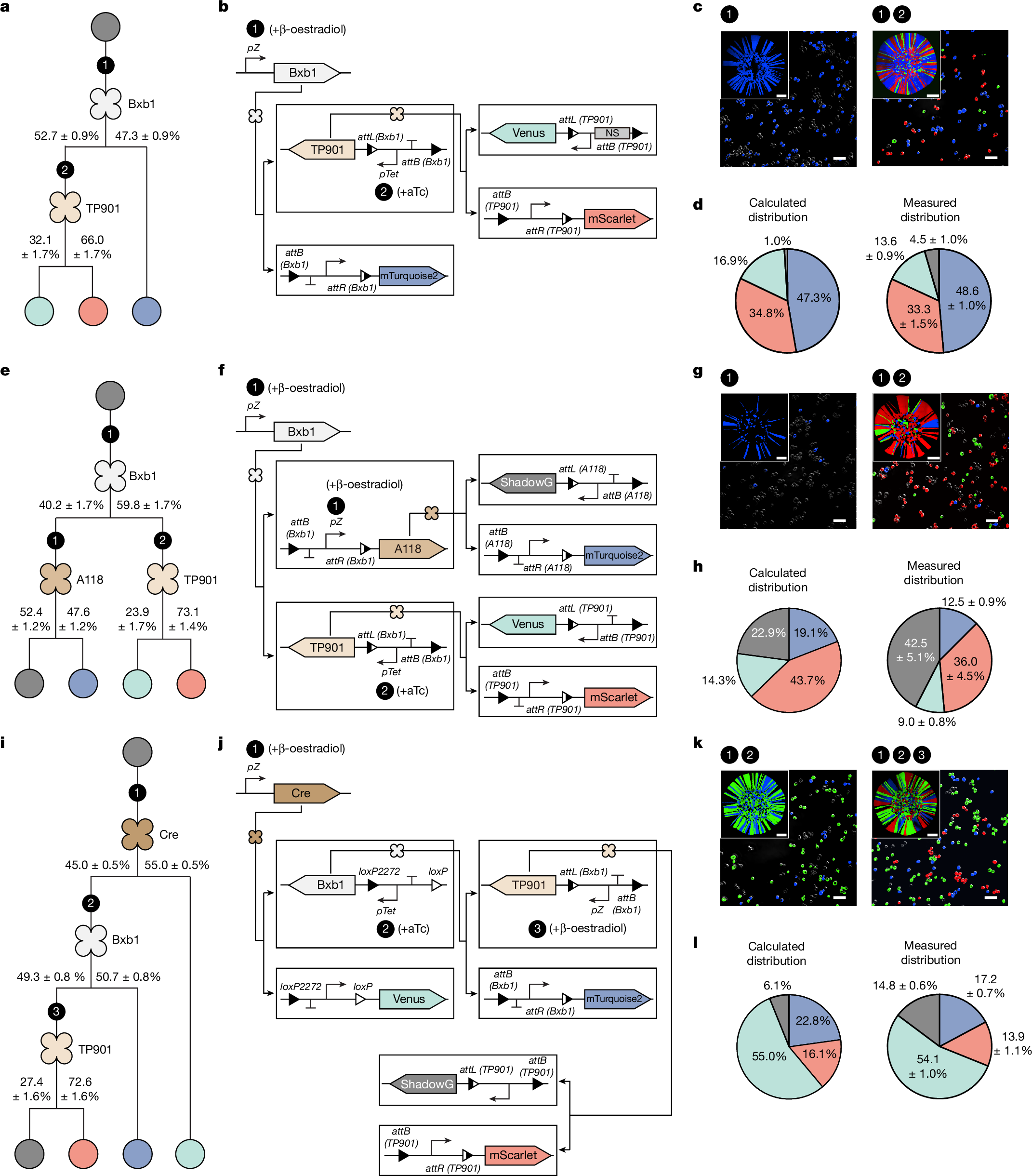 Fig. 4: Sequential branching circuits for stepwise differentiation.