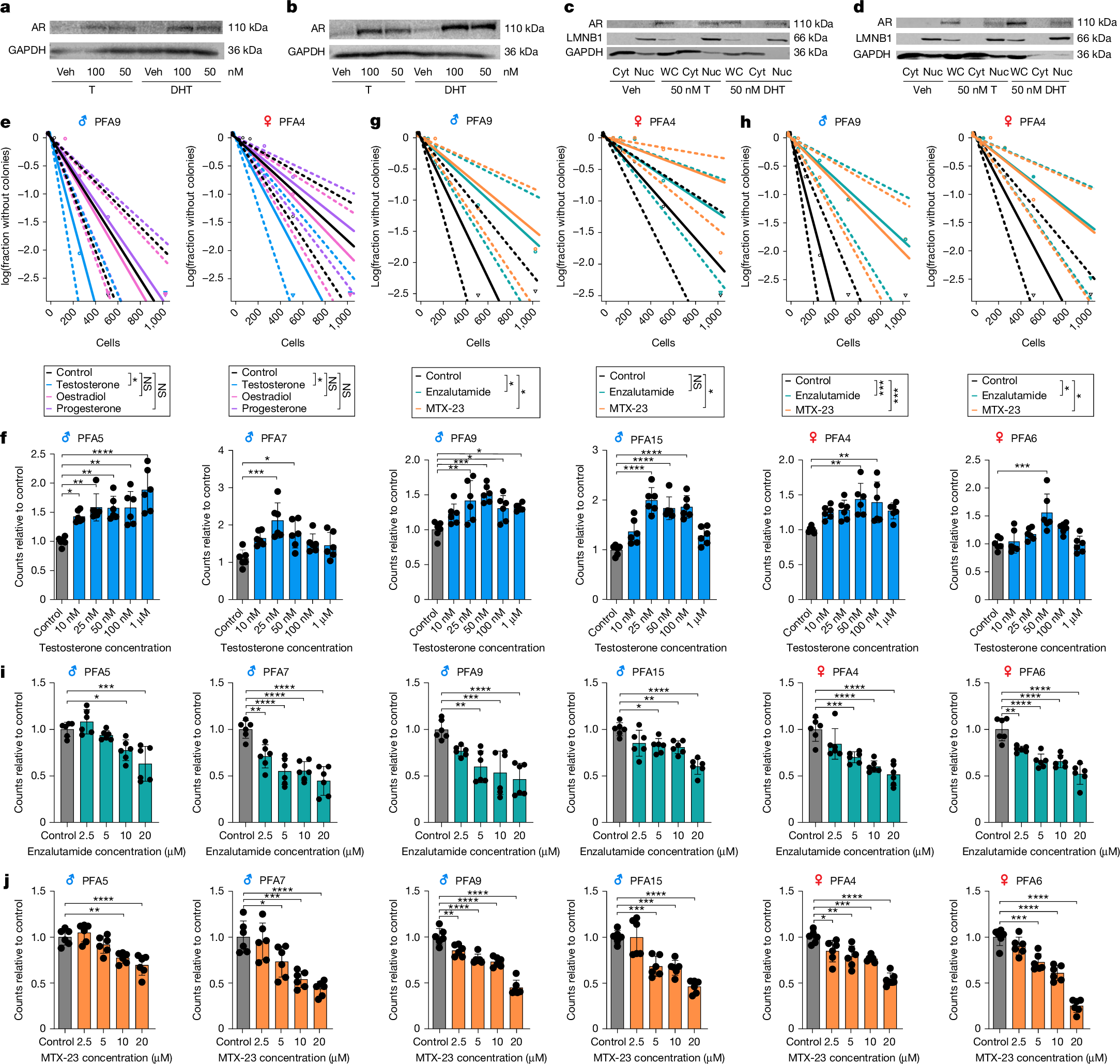 Fig. 5: Androgens are sufficient for the growth of PFA-EPN in vitro.