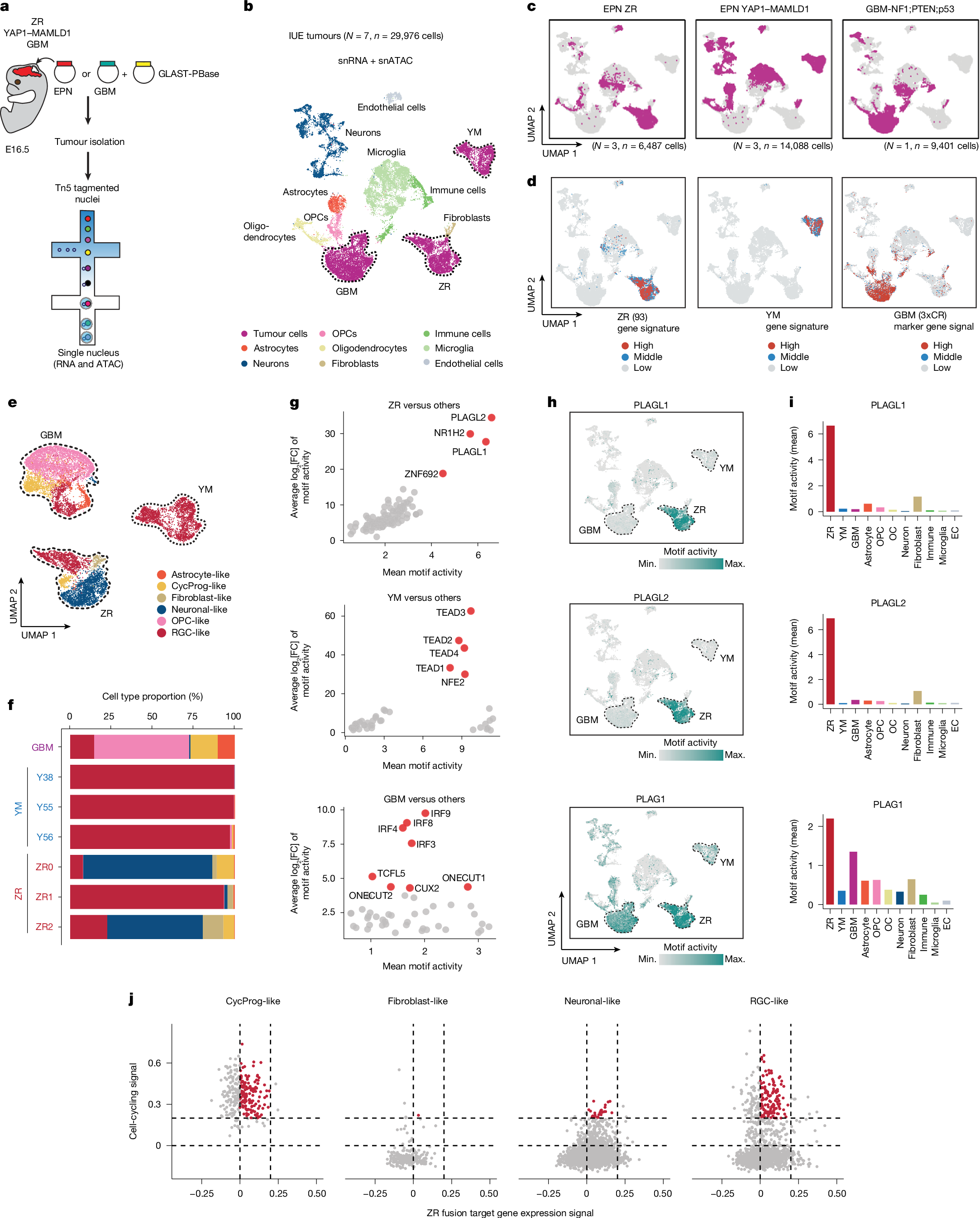 Fig. 2: Significant enrichment of PLAGL family motif activity in ZR fusion tumour cells.