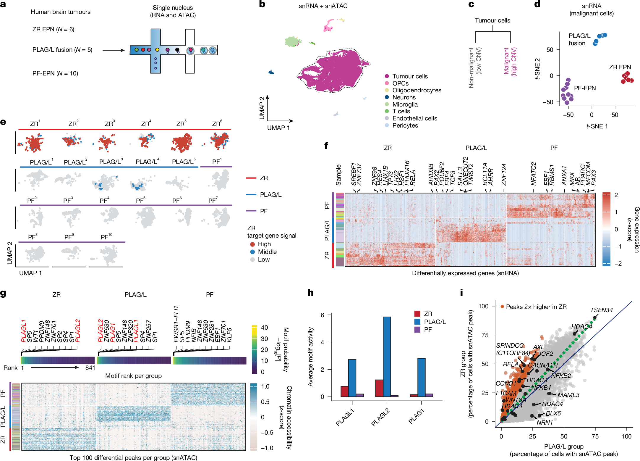 Fig. 3: PLAGL family motifs are highly enriched in human ZR EPN compared with PF-EPN.