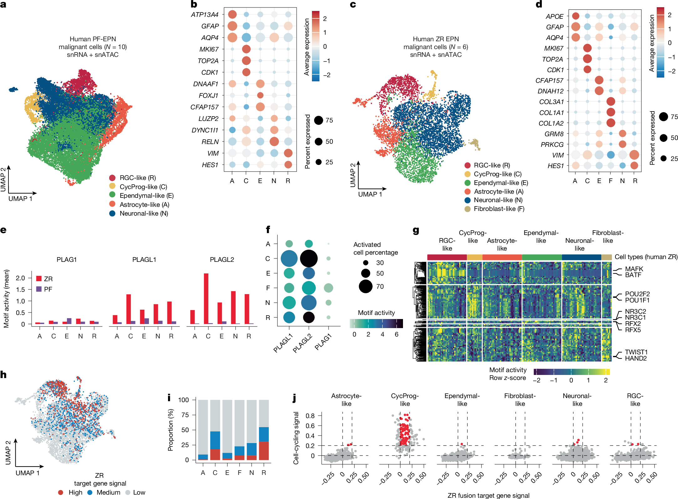Fig. 4: Higher proportion of ZR and PLAGL motif active cells in progenitor cell types.
