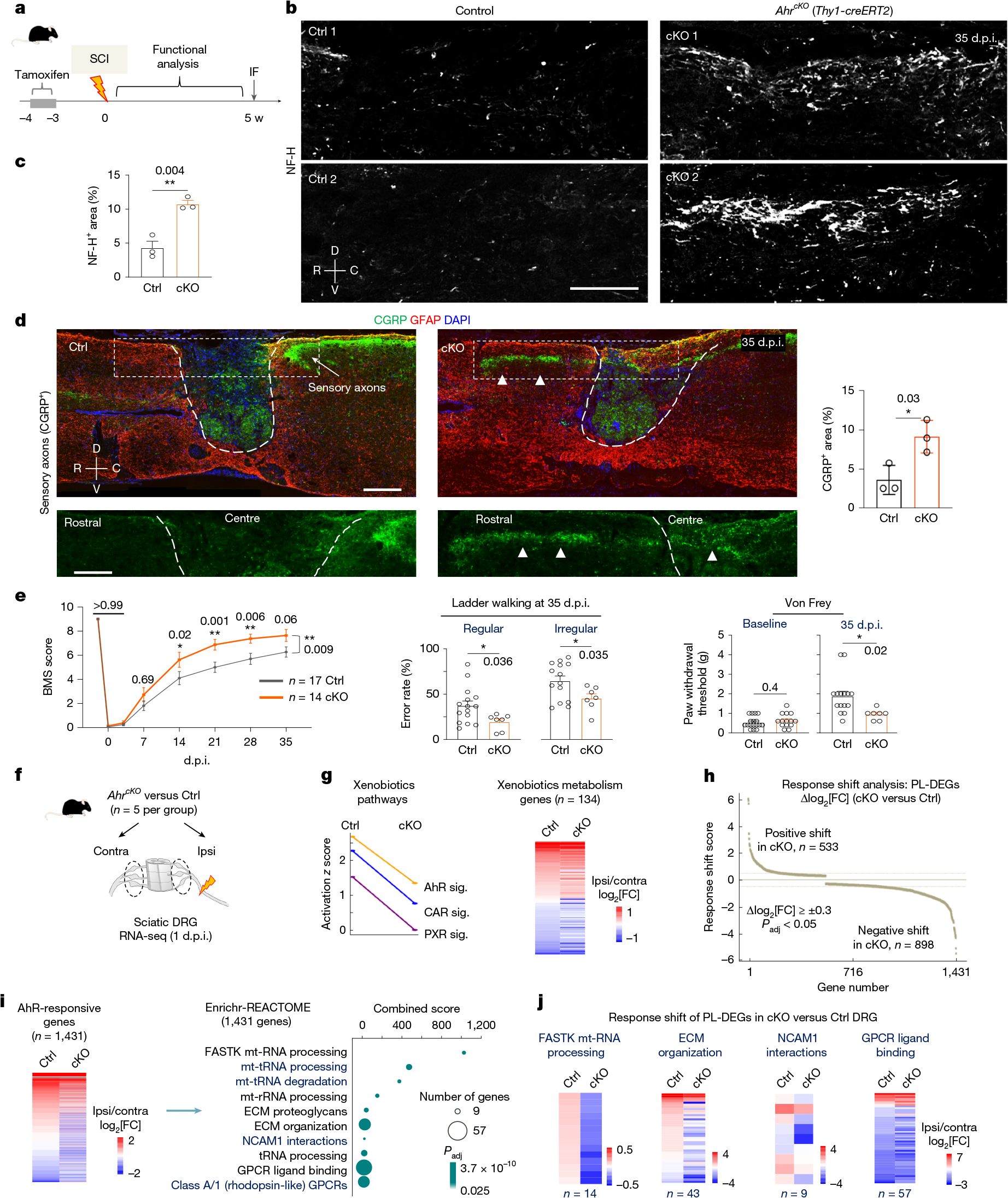 Fig. 3: Neuronal Ahr deletion enhances axon regrowth and functional recovery after SCI.