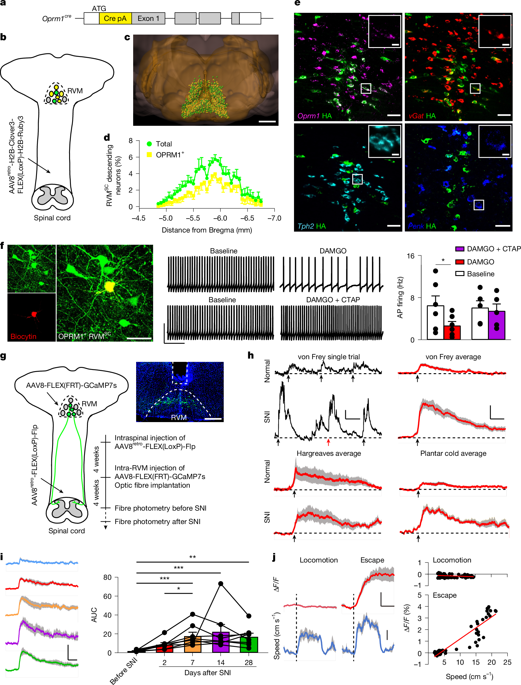 Fig. 1: Labelling and recording of OPRM1+ RVMSC neurons.