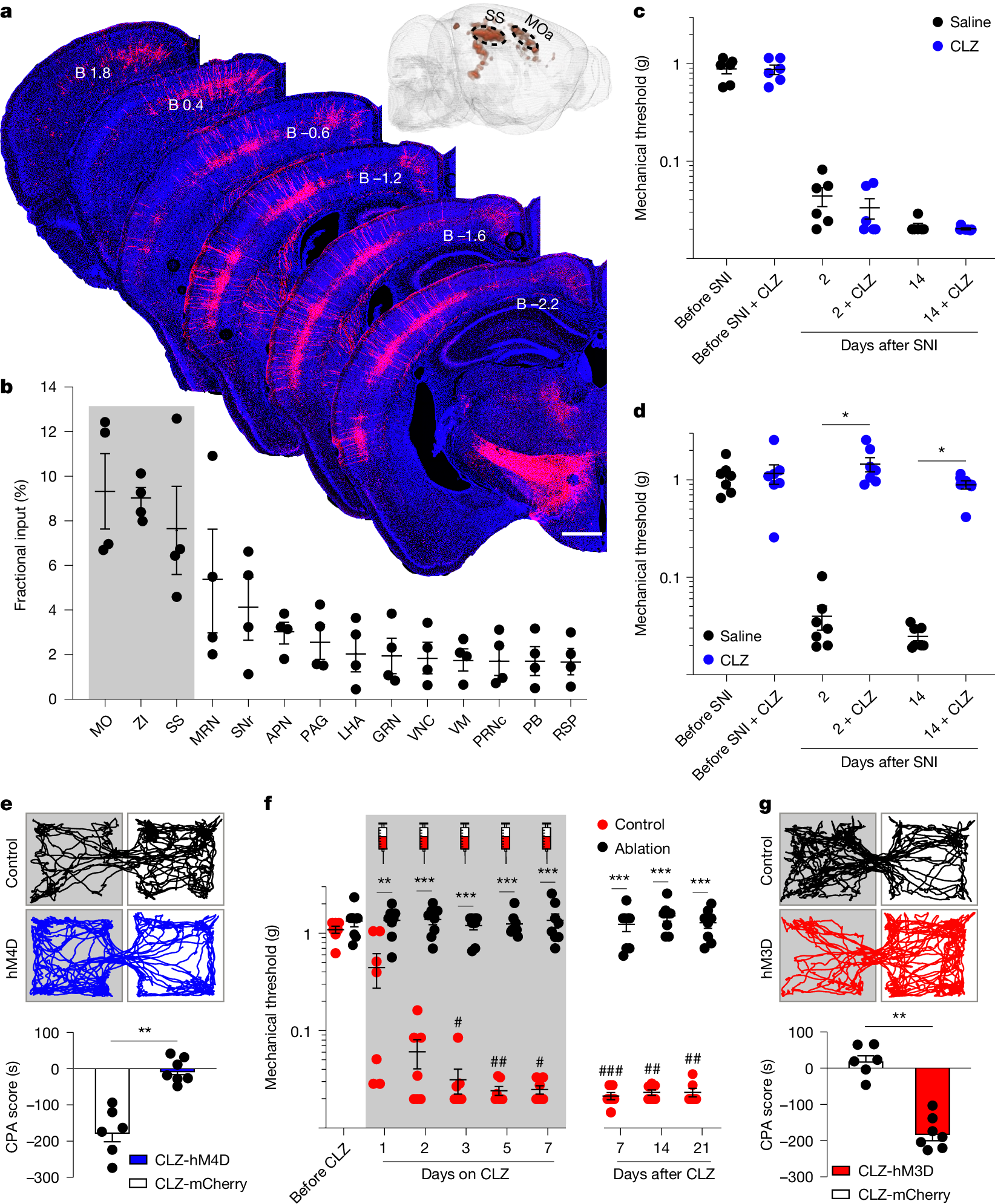 Fig. 4: The somatosensory cortex to lSuC pathway drives mechanical hypersensitization.