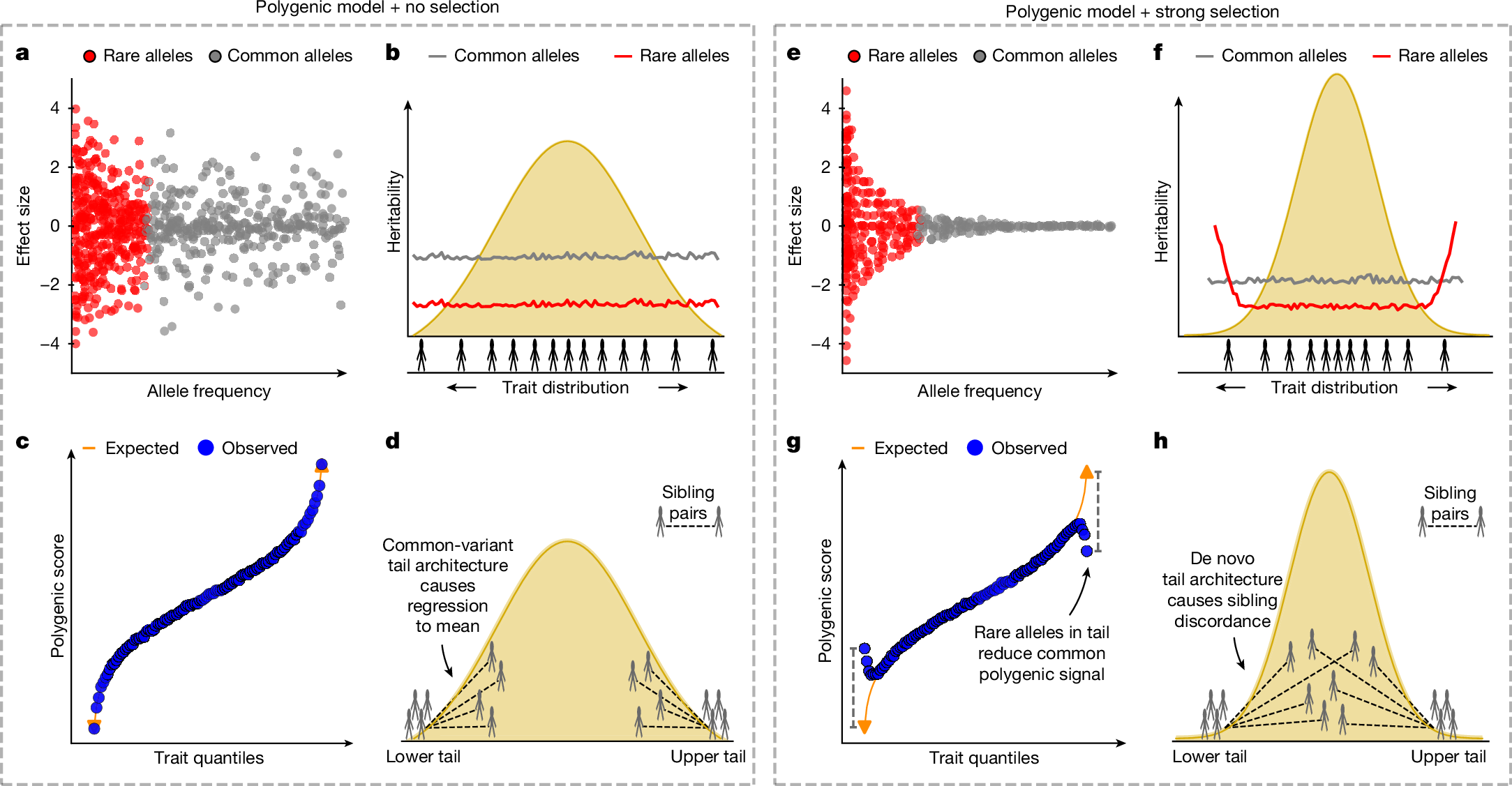 Fig. 1: Two polygenic models of complex trait genetic architecture.