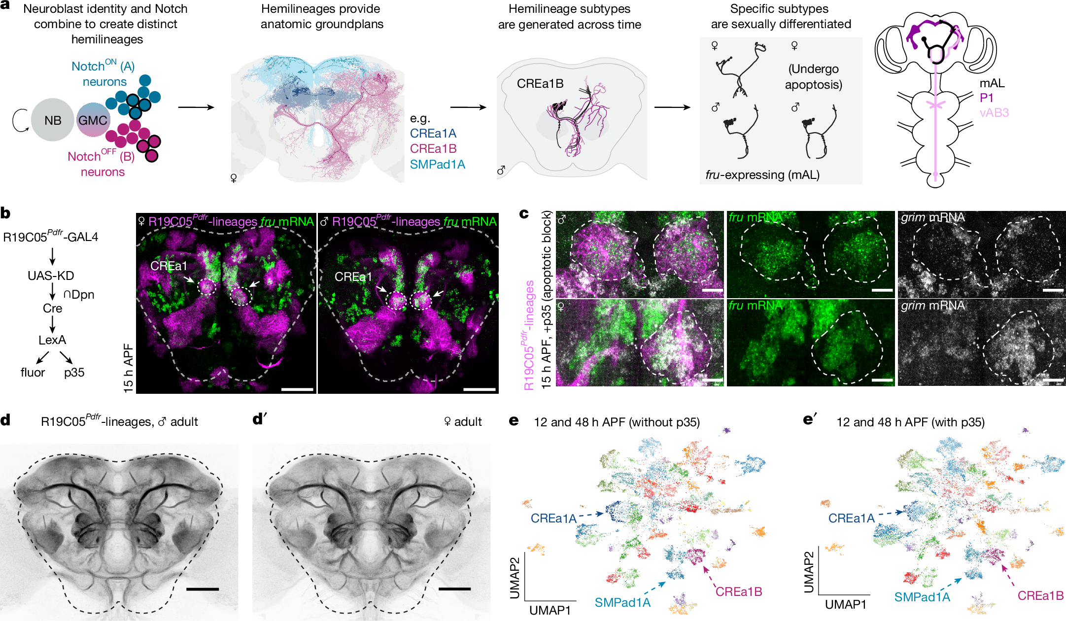 Fig. 1: Transcriptional analysis of developing cerebral lineages.