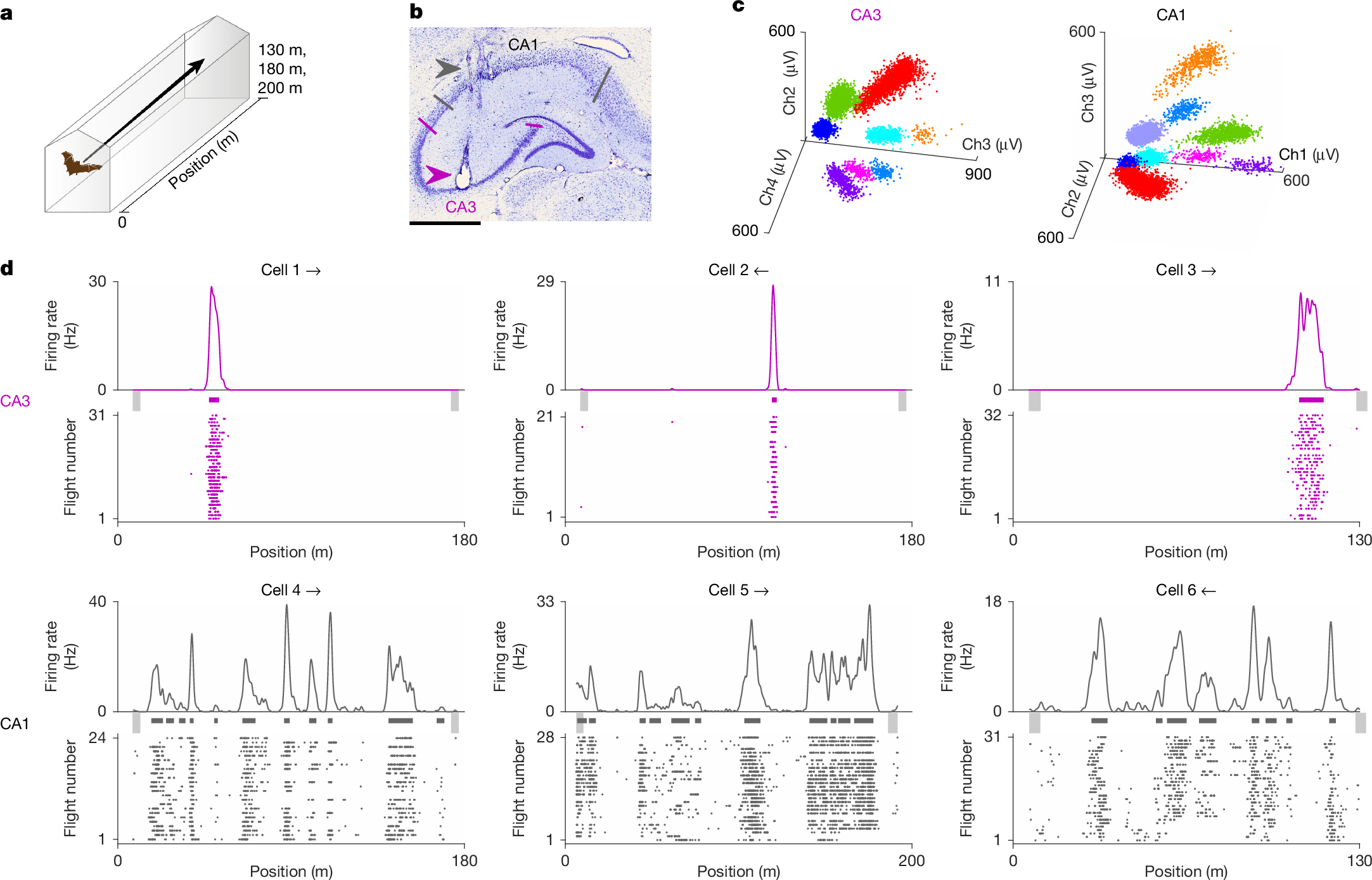 Fig. 1: Simultaneous electrophysiological recording in areas CA1 and CA3 of bats flying in long flight tunnels.