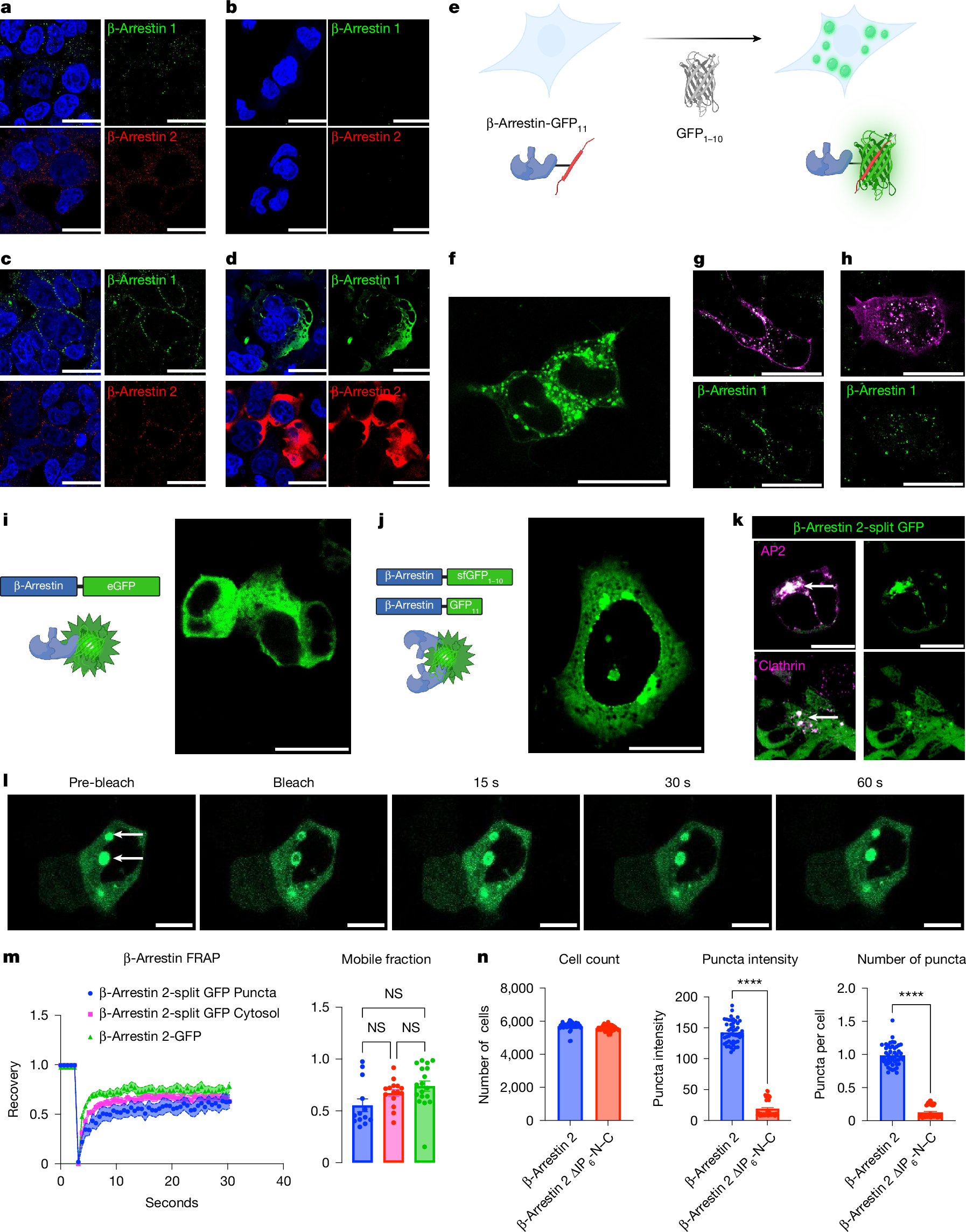 Fig. 1: β-Arrestins form condensates at endogenous and overexpressed levels of expression.
