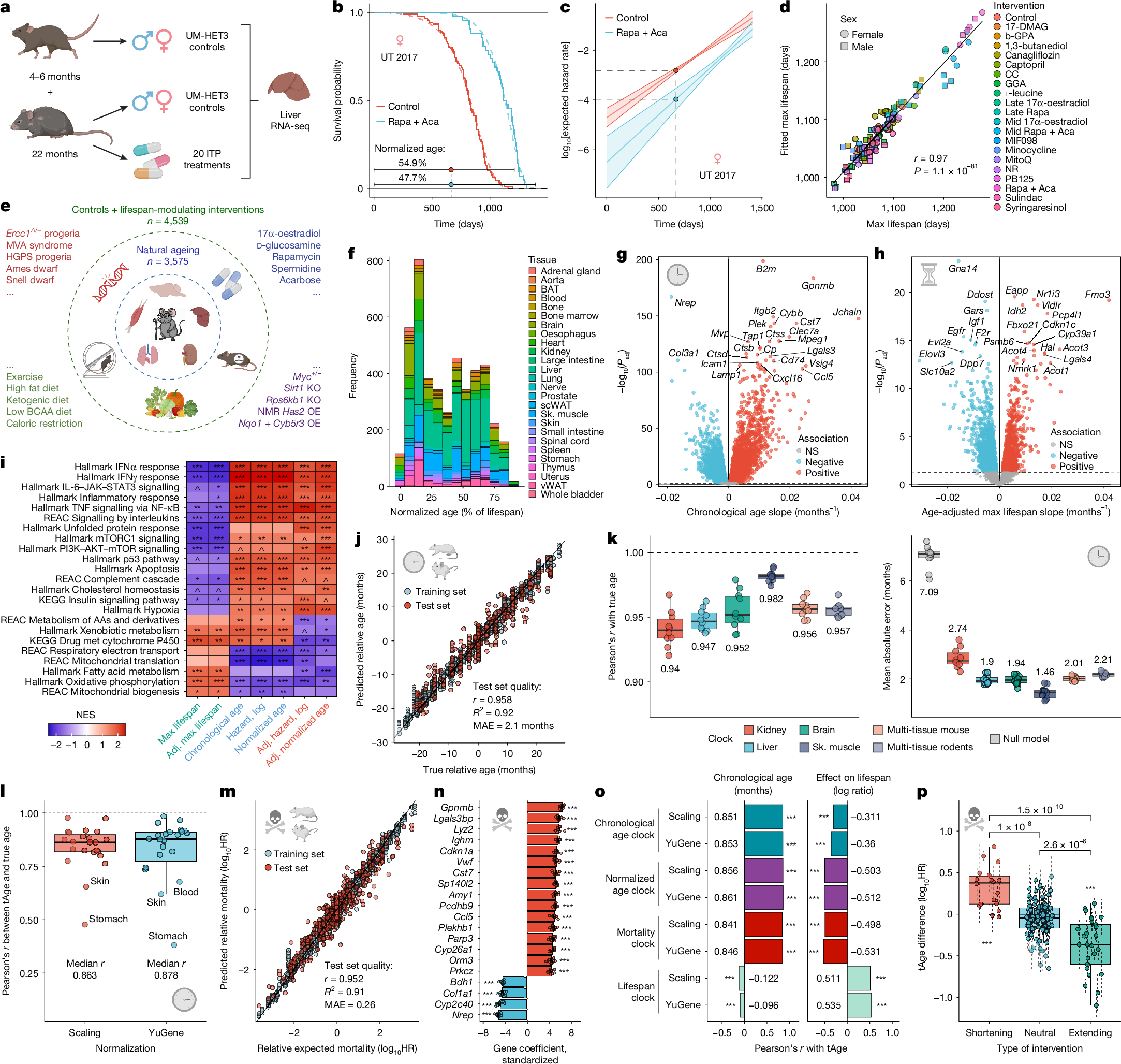 Fig. 1: Rodent multi-tissue transcriptomic clocks capture molecular changes associated with ageing and mortality.