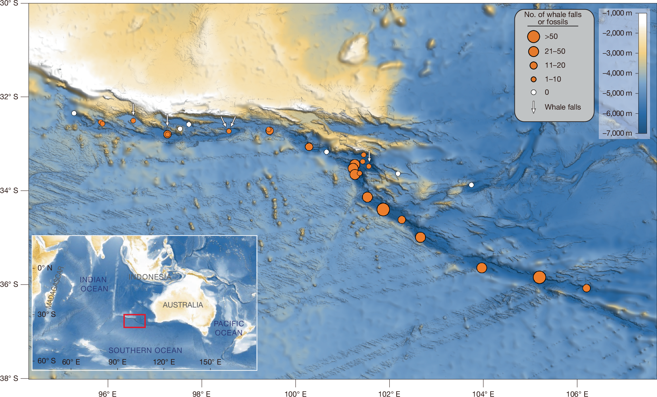 Fig. 1: Distribution and abundance of whale fossils and whale falls in the Diamantina Zone.
