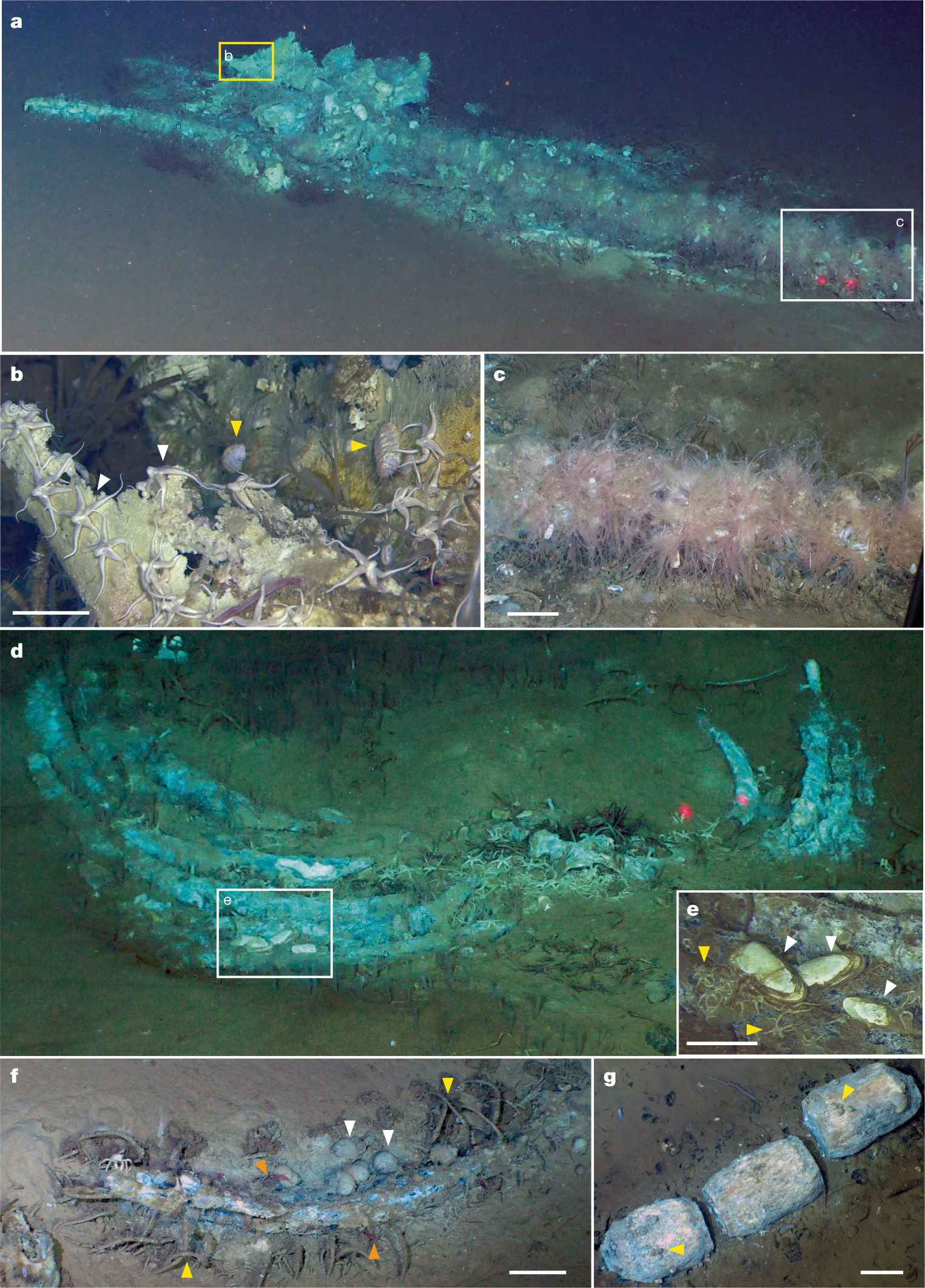 Fig. 2: Whale falls in the sulfophilic stage in the Diamantina Zone.