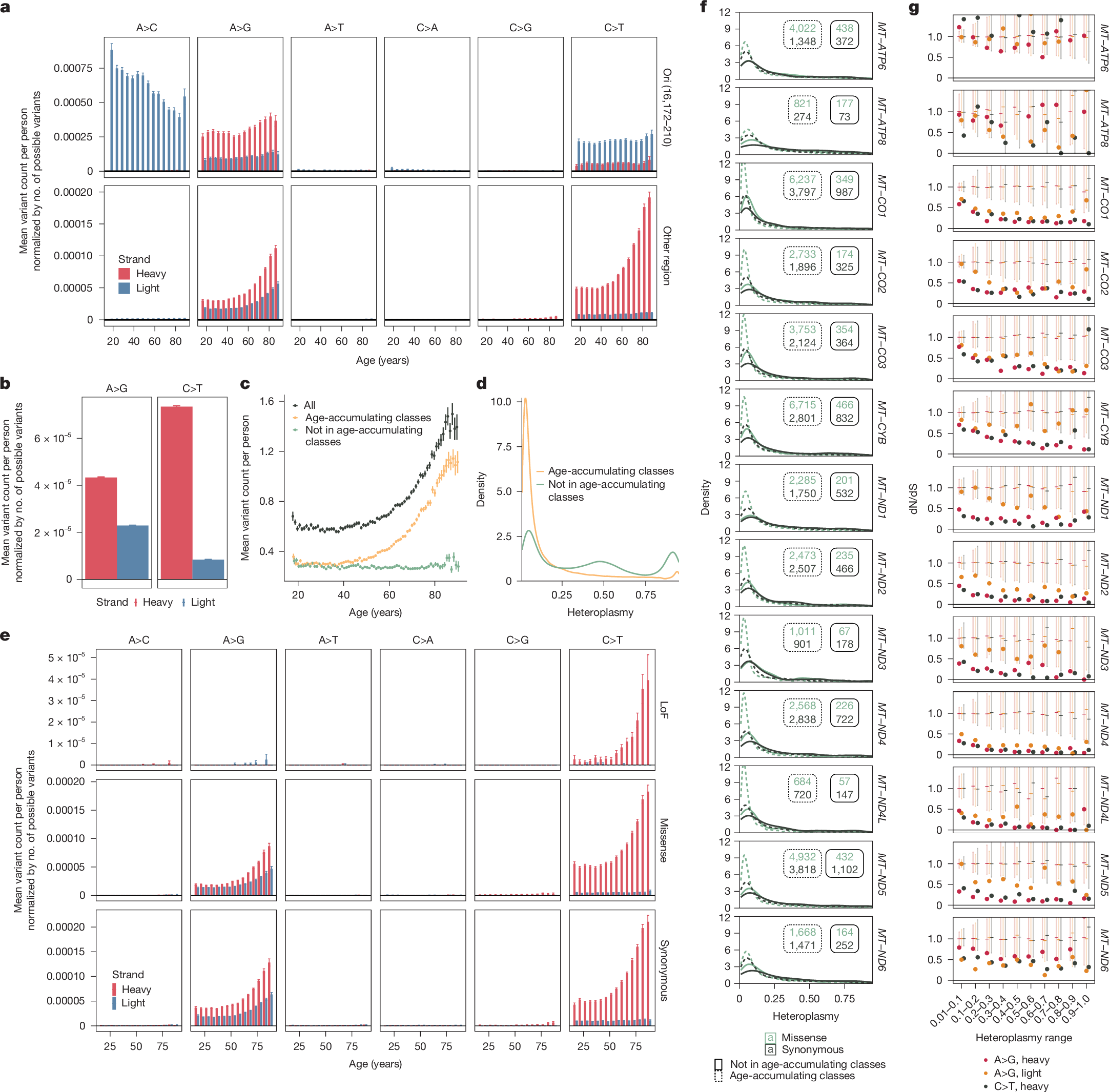 Fig. 2: Age-accumulating mtSNVs show a stark strand bias, tend to occur at lower heteroplasmy and are more neutral than other variants.