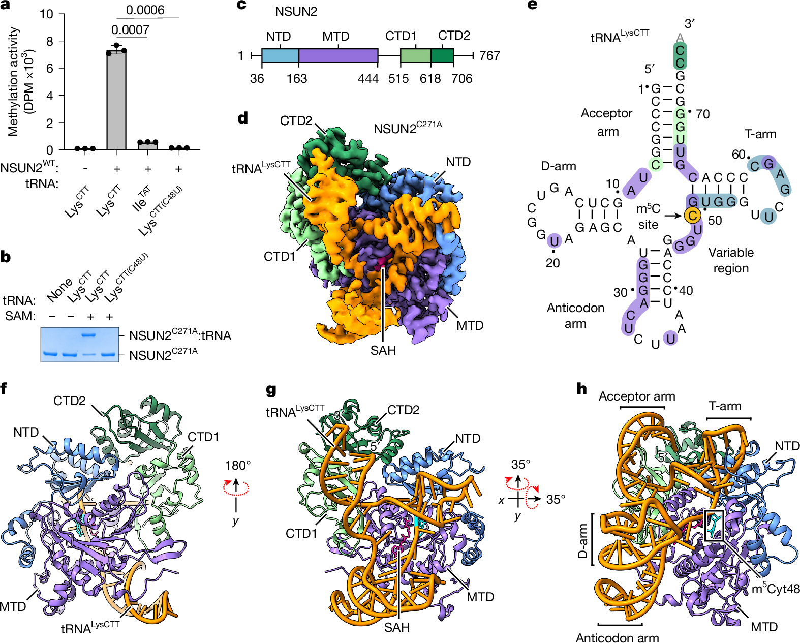 Fig. 1: Cryo-EM structure of human NSUN2–tRNA reaction intermediate.
