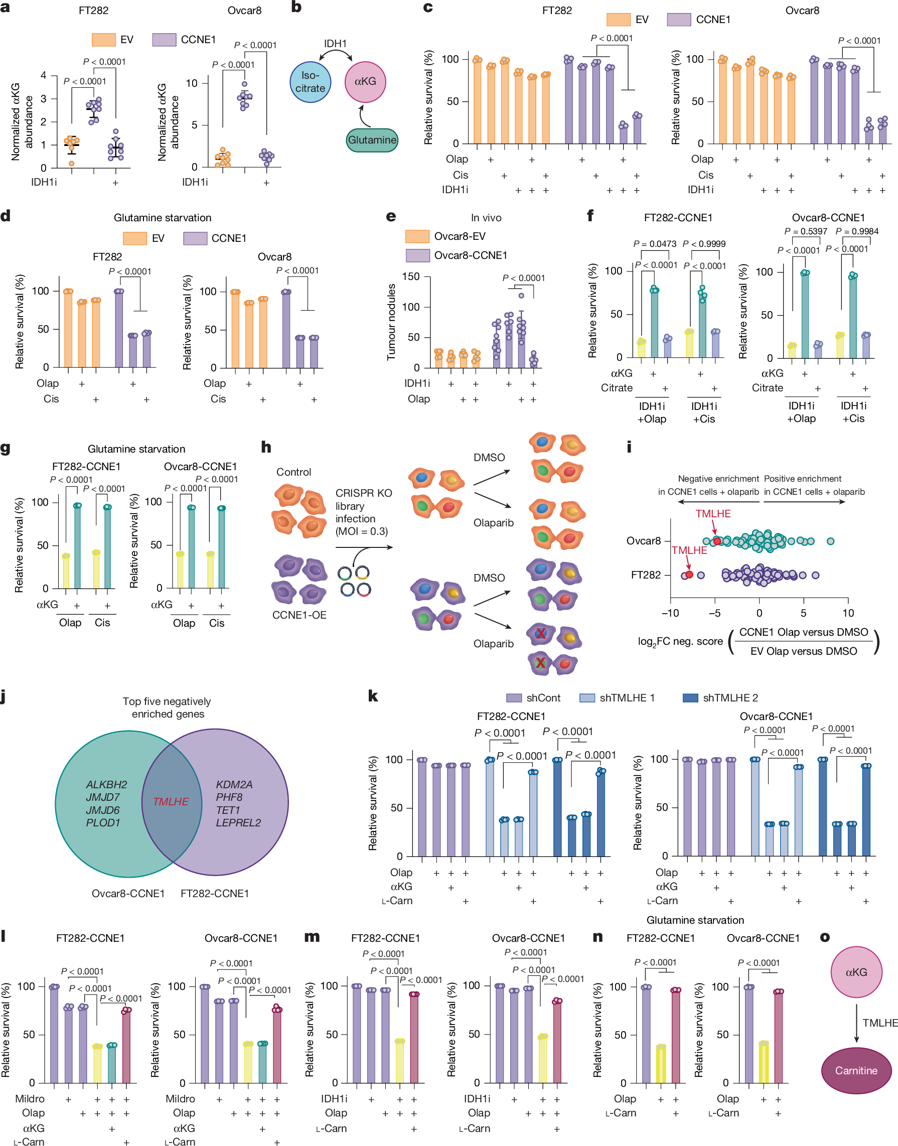 Fig. 1: The αKG-dependent dioxygenase TMLHE is required for resistance to DNA-damaging agents in CCNE1-driven models.