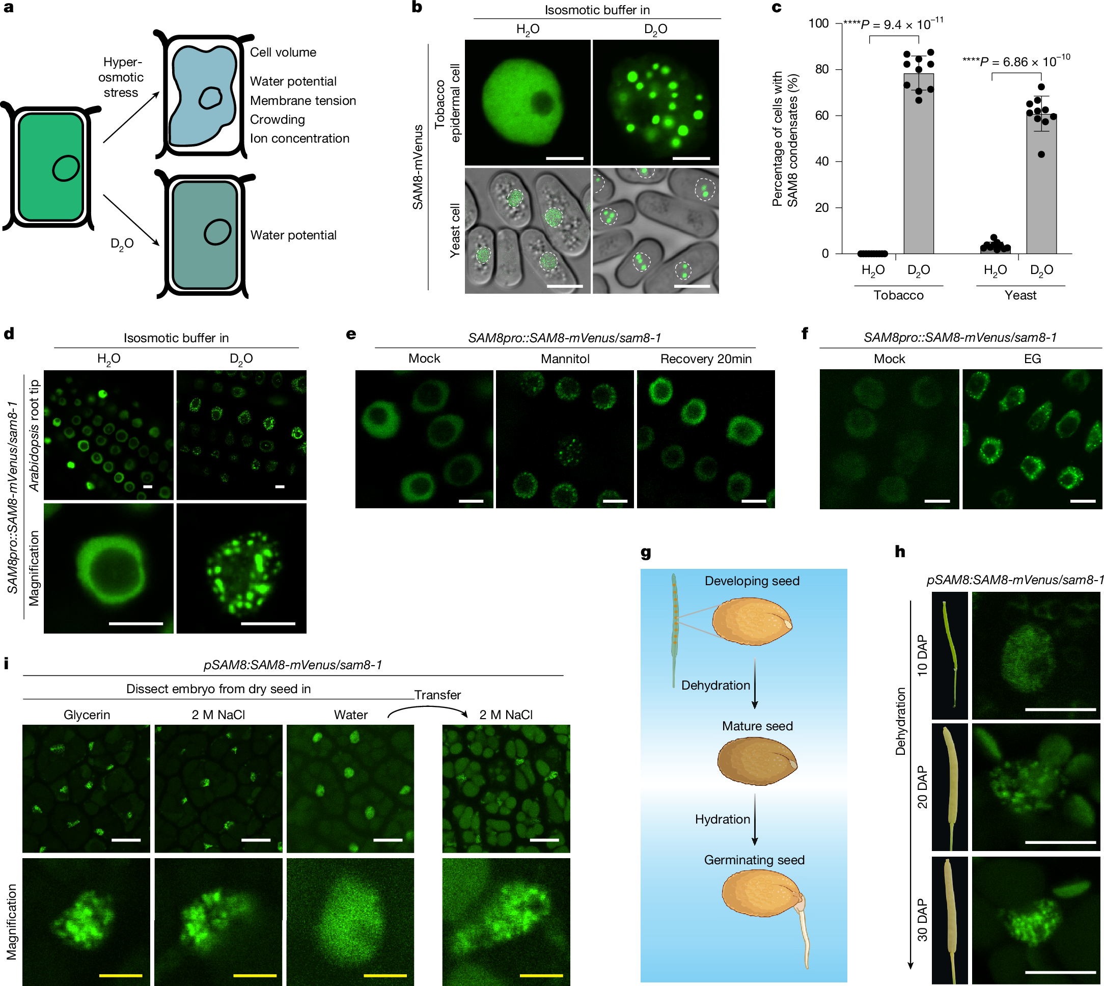 Fig. 1: SAM8 undergoes water-potential-dependent condensation in vivo.