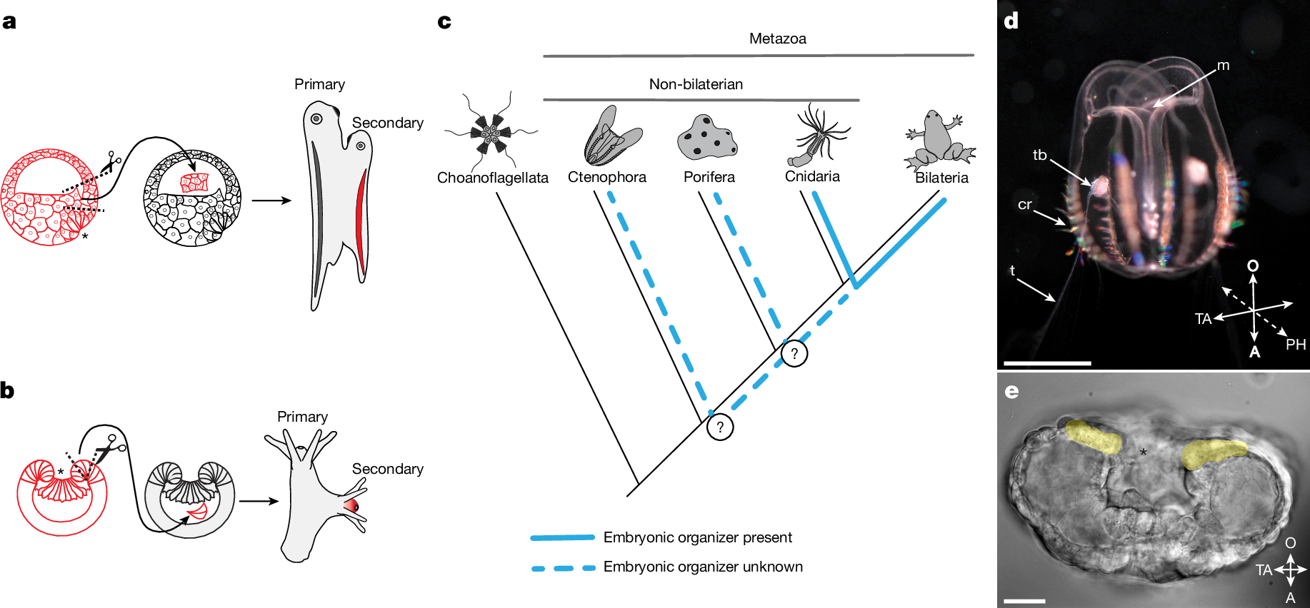 Fig. 1: Embryonic organizers in different metazoan groups.