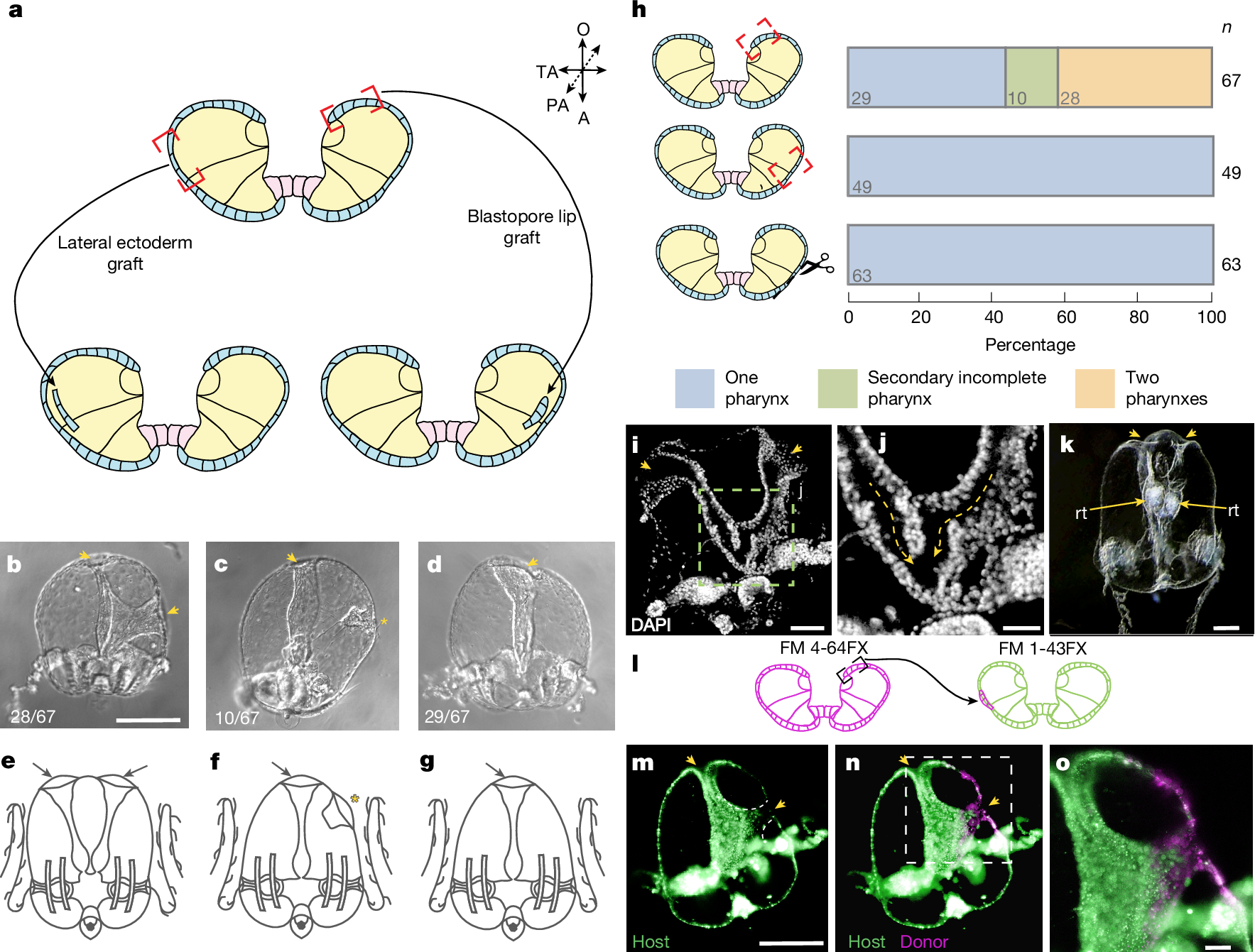 Fig. 2: Organizer activity of the blastopore lip of a M. leidyi gastrula.