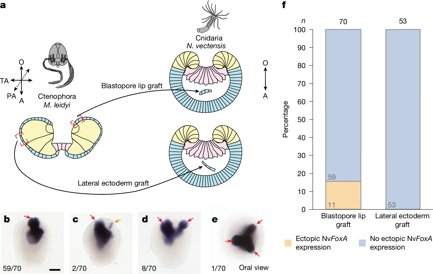 Fig. 3: The ctenophore embryonic organizer can induce secondary axis formation in a cnidarian embryo.