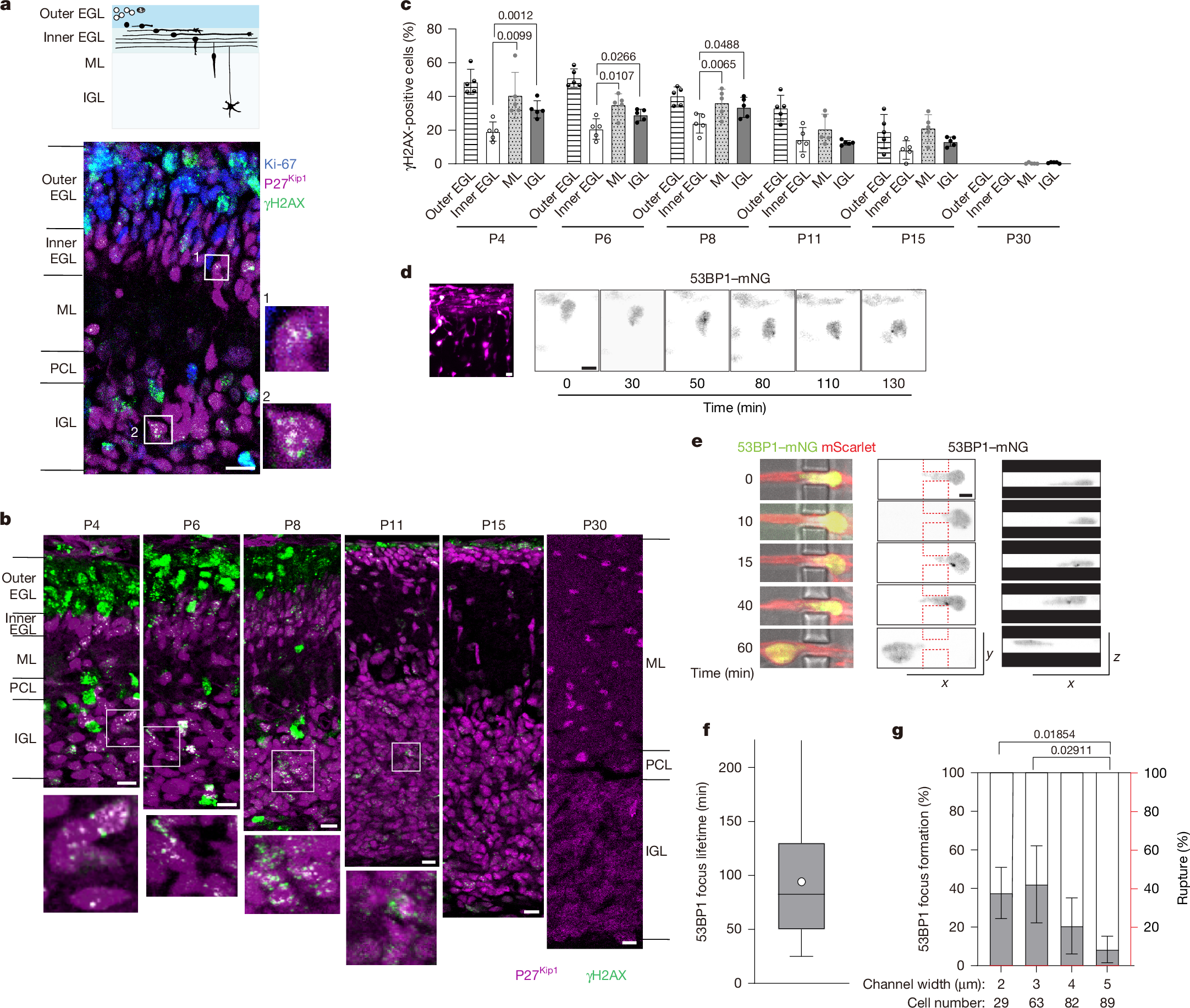 Fig. 1: Postmitotic neurons undergo DNA damage during migration through confined interstitial spaces.