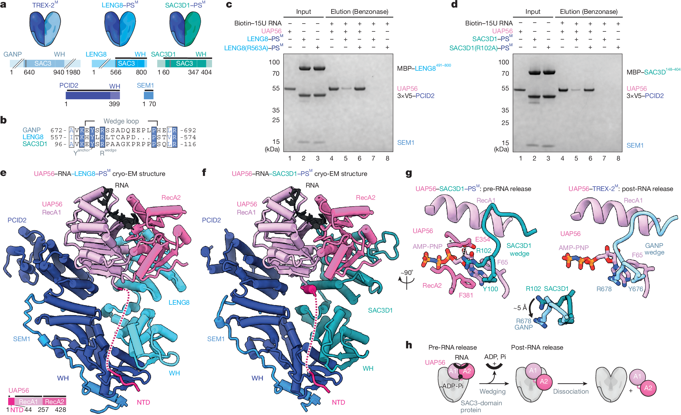Fig. 1: TREX-2-like complexes bind UAP56 to trigger RNA release.